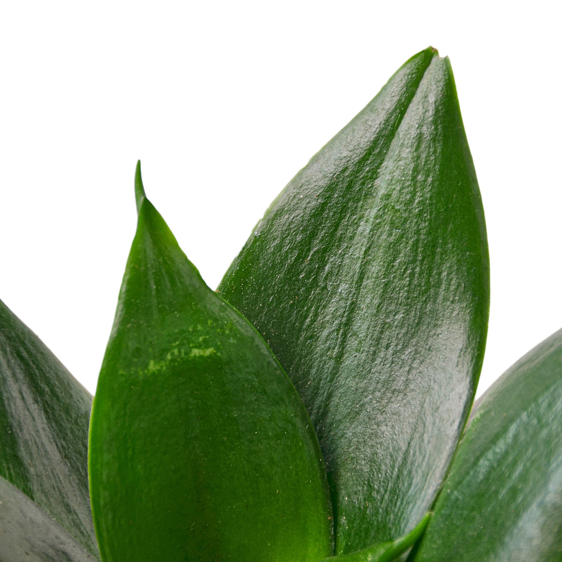 A vibrant Snake Plant Jade with rich jade-colored, sword-shaped leaves, showcasing its air-purifying qualities.