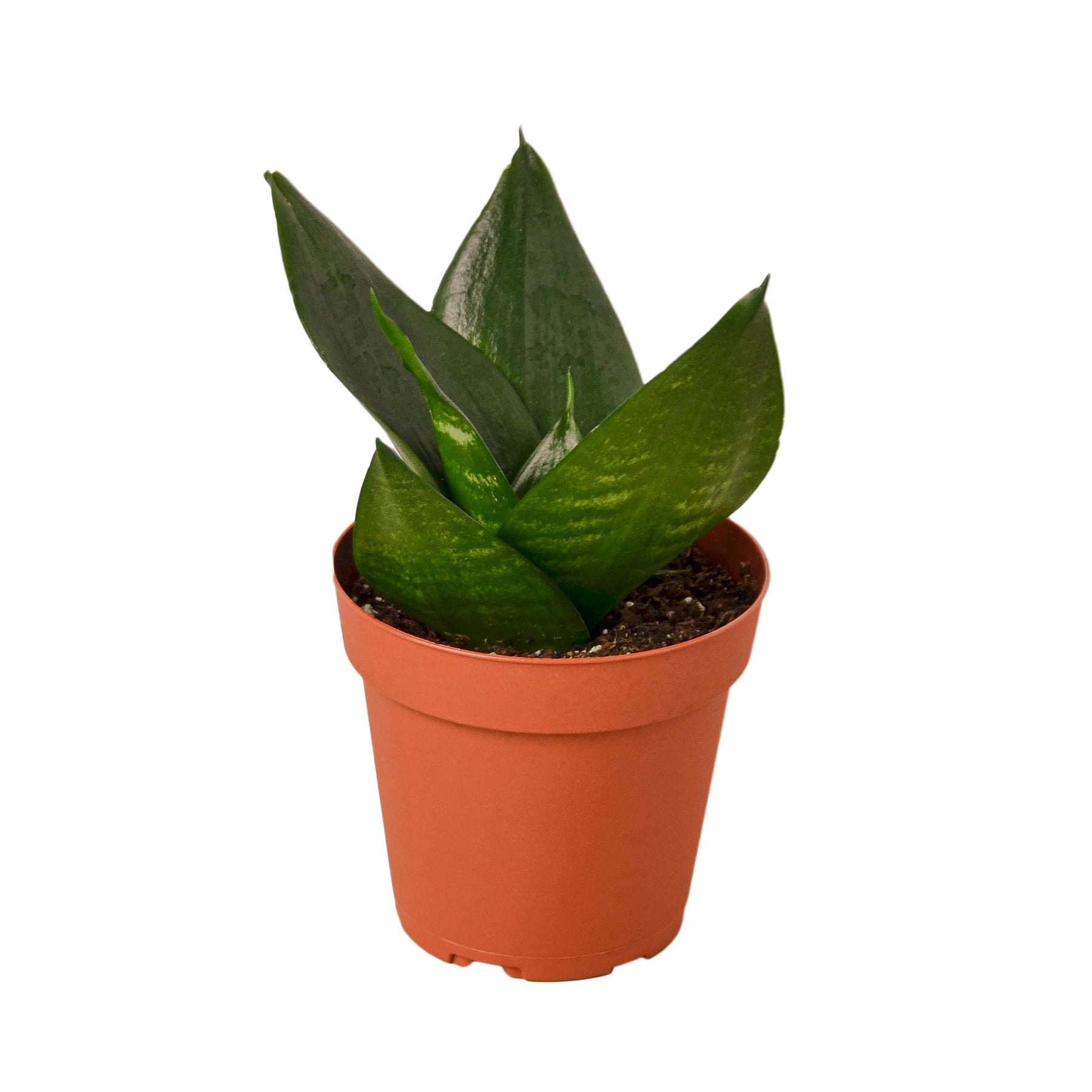 A vibrant Snake Plant Jade with rich jade-colored, sword-shaped leaves, showcasing its air-purifying qualities.