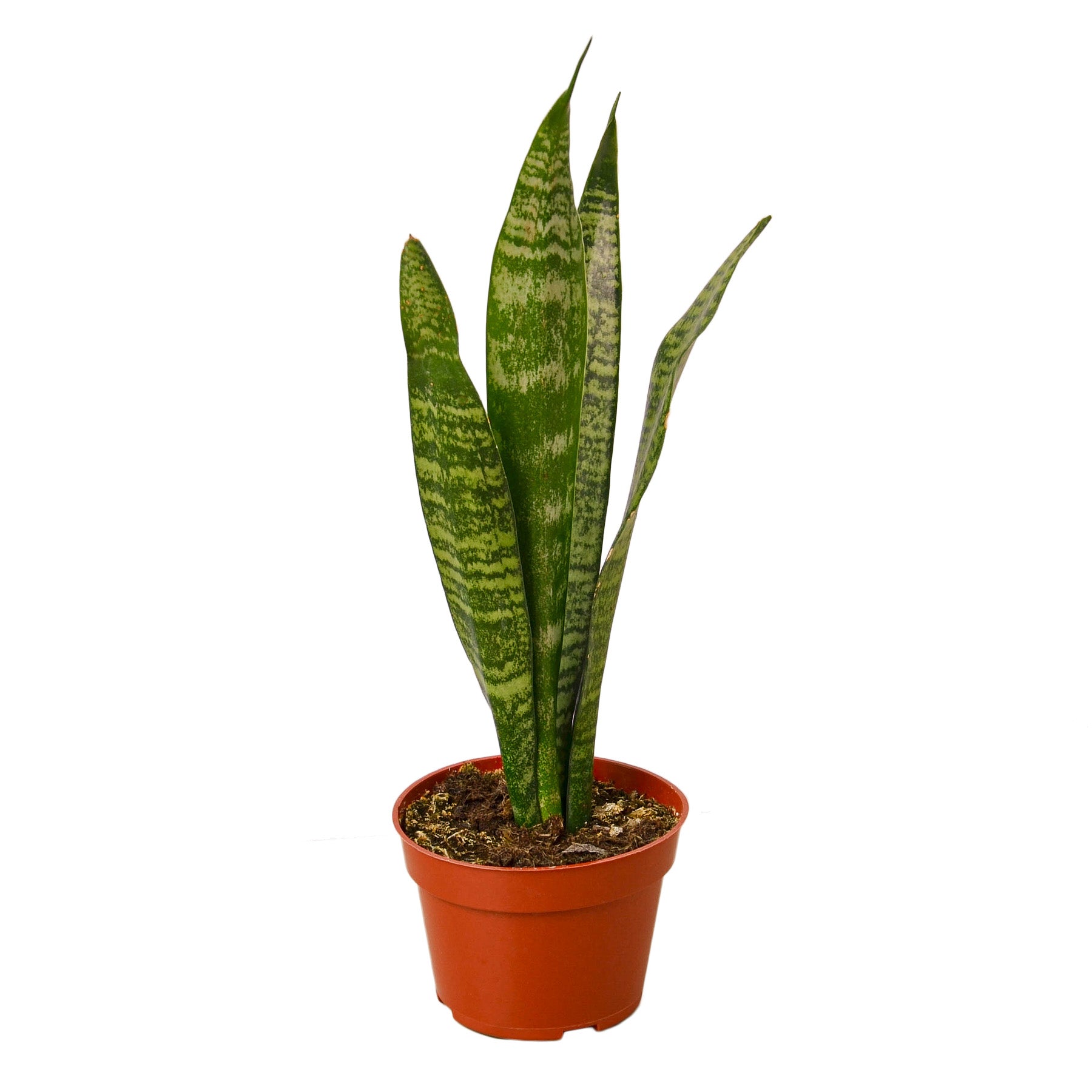 A vibrant Snake Plant 'Zeylanica' with tall, sword-shaped dark green leaves featuring lighter green stripes, ideal for indoor decor.