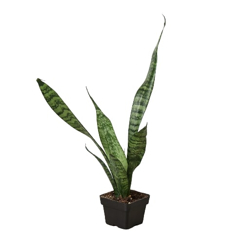 A vibrant Snake Plant 'Zeylanica' with tall, sword-shaped dark green leaves featuring lighter green stripes, ideal for indoor decor.