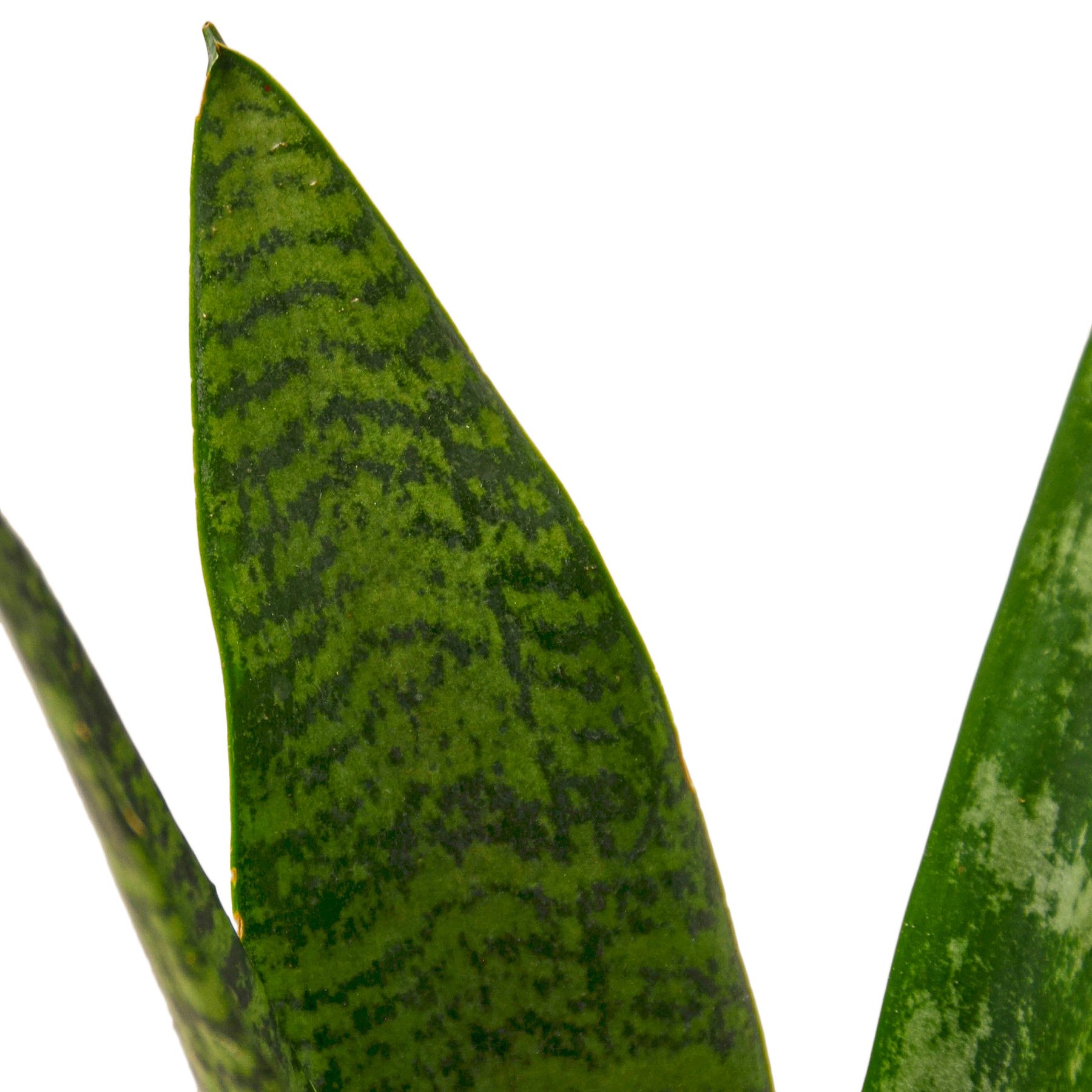 A vibrant Snake Plant 'Zeylanica' with tall, sword-shaped dark green leaves featuring lighter green stripes, ideal for indoor decor.