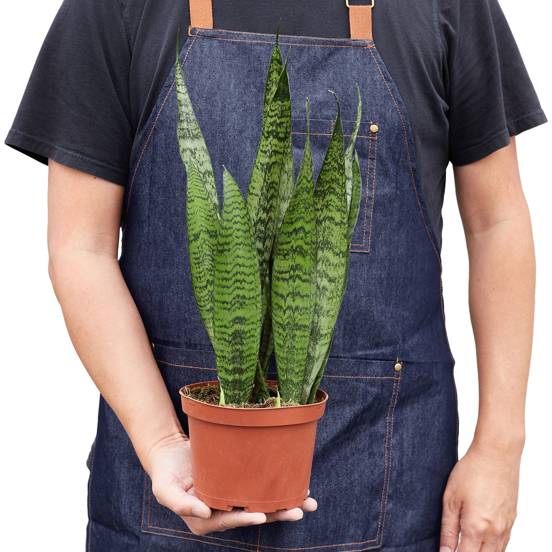 A vibrant Snake Plant 'Zeylanica' with tall, sword-shaped dark green leaves featuring lighter green stripes, ideal for indoor decor.