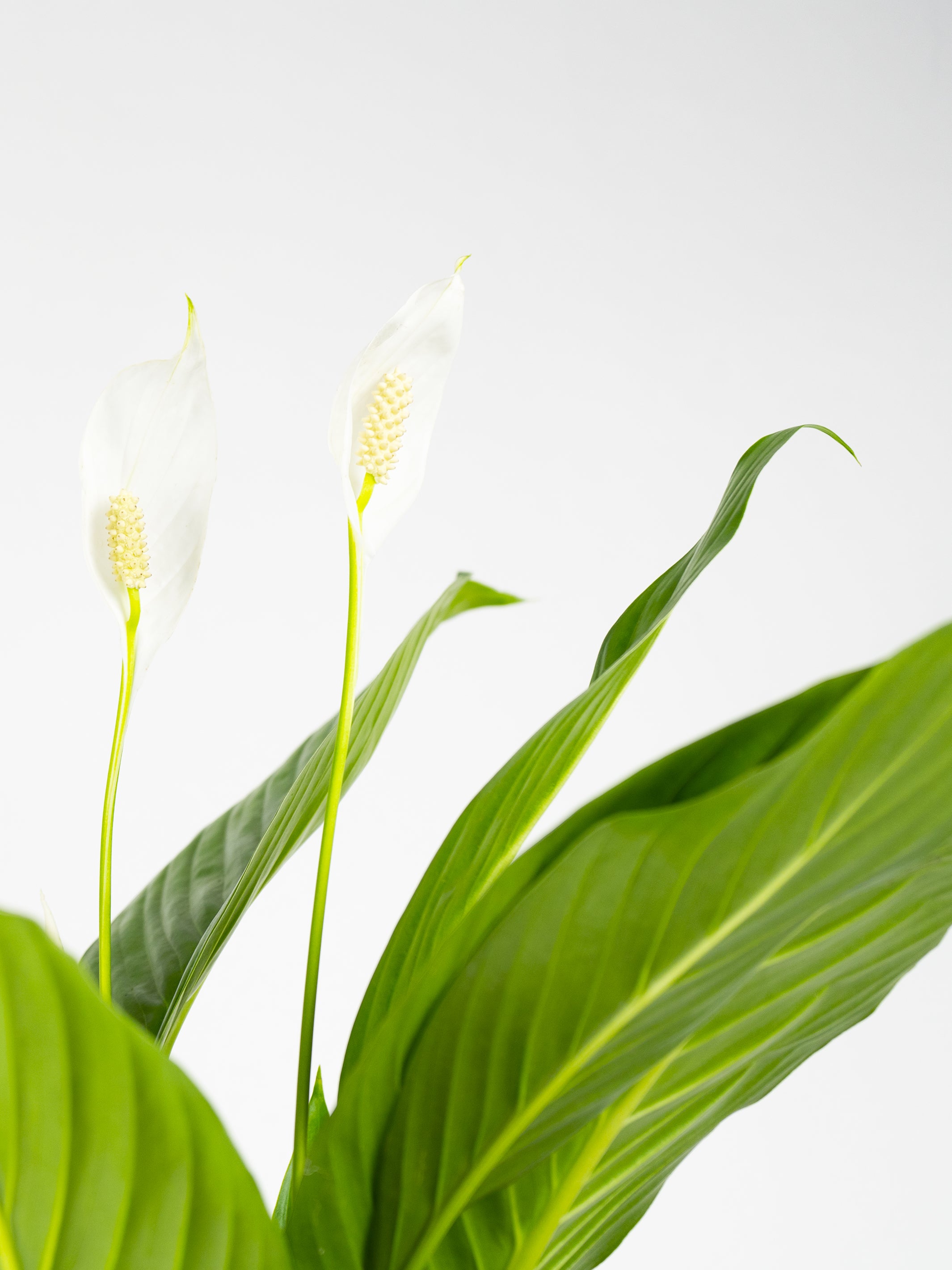 Spathiphyllum o Cuna de Moisés con hojas verdes brillantes y flores blancas, ideal para decoración de interiores.