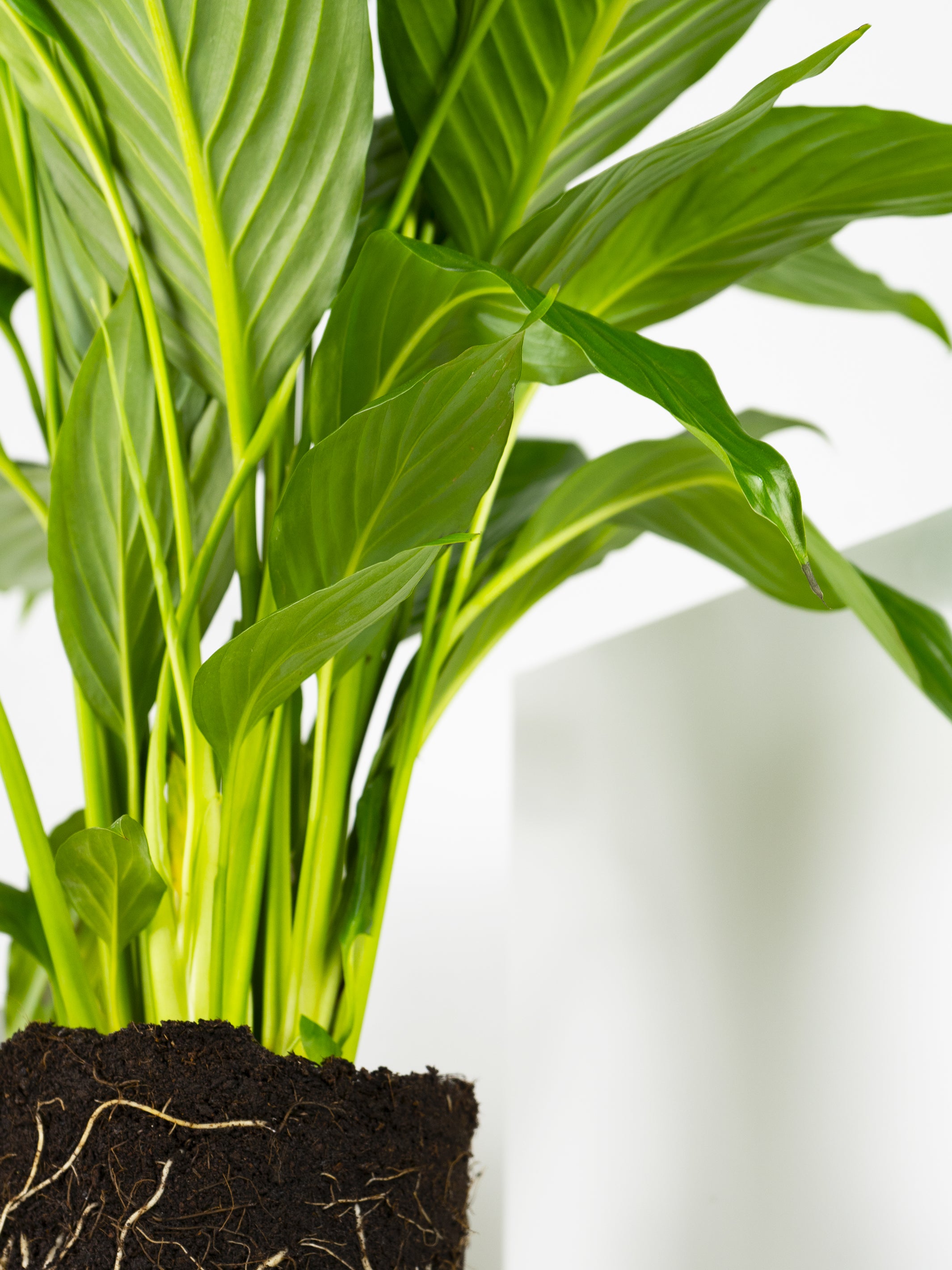 Spathiphyllum o Cuna de Moisés con hojas verdes brillantes y flores blancas, ideal para decoración de interiores.