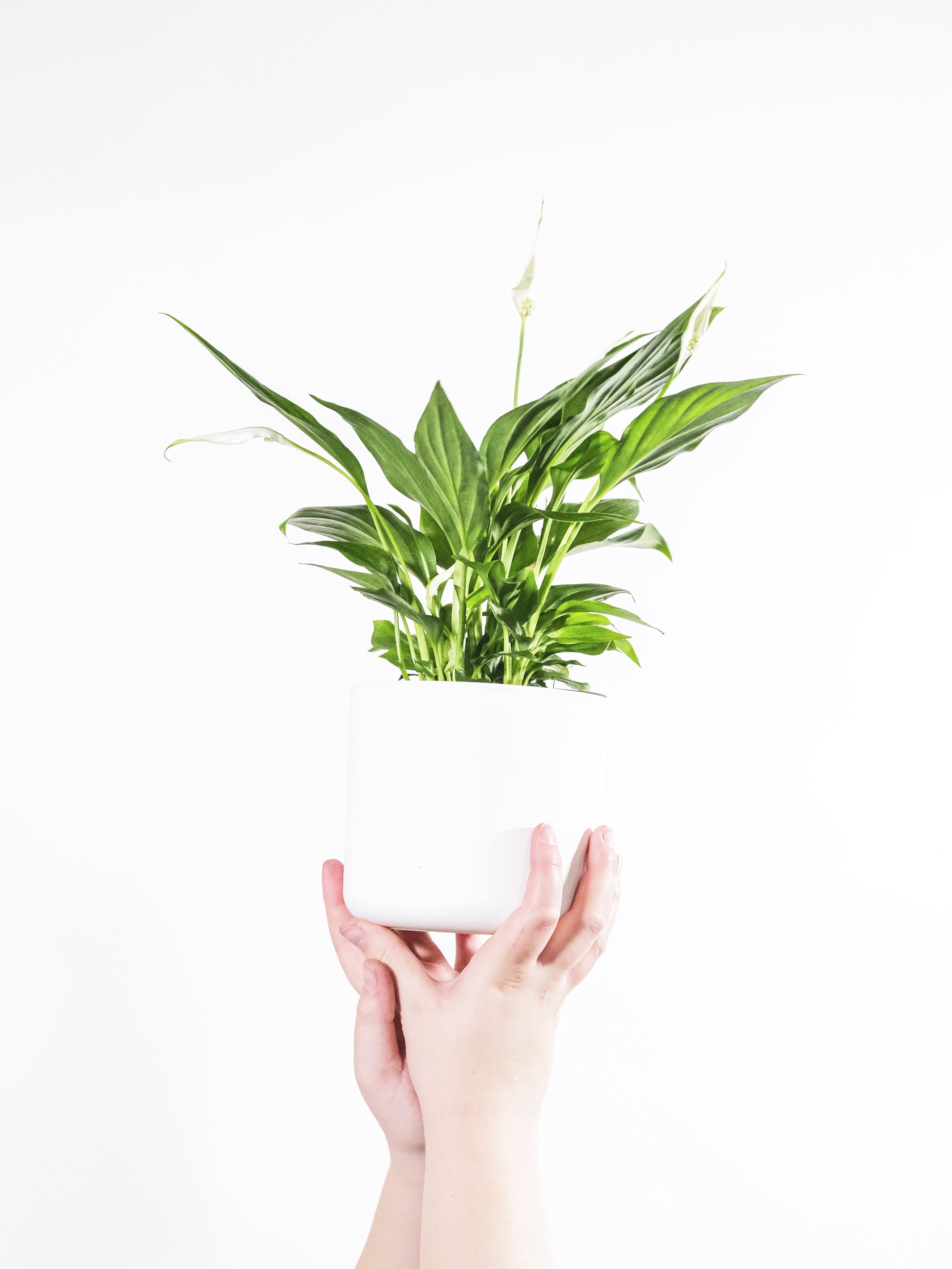 Spathiphyllum o Cuna de Moisés con hojas verdes brillantes y flores blancas, ideal para decoración de interiores.