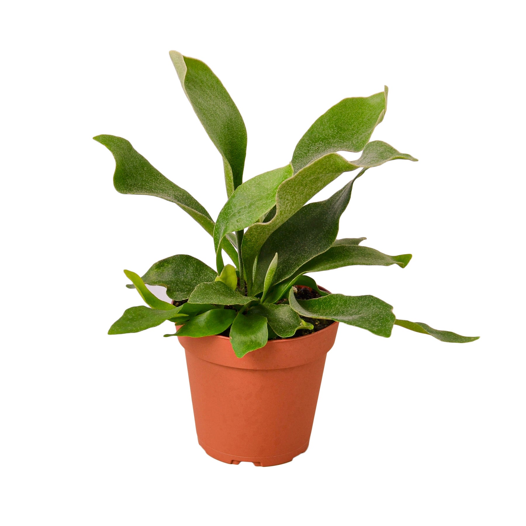 A lush Staghorn Fern with forked, antler-like leaves, showcasing its unique texture and vibrant green color, ideal for indoor decoration.