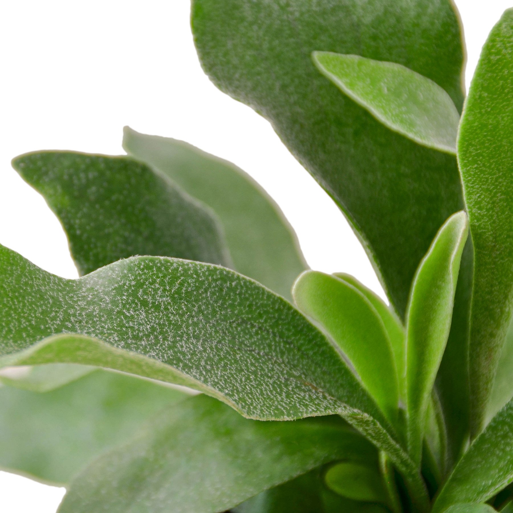 A lush Staghorn Fern with forked, antler-like leaves, showcasing its unique texture and vibrant green color, ideal for indoor decoration.