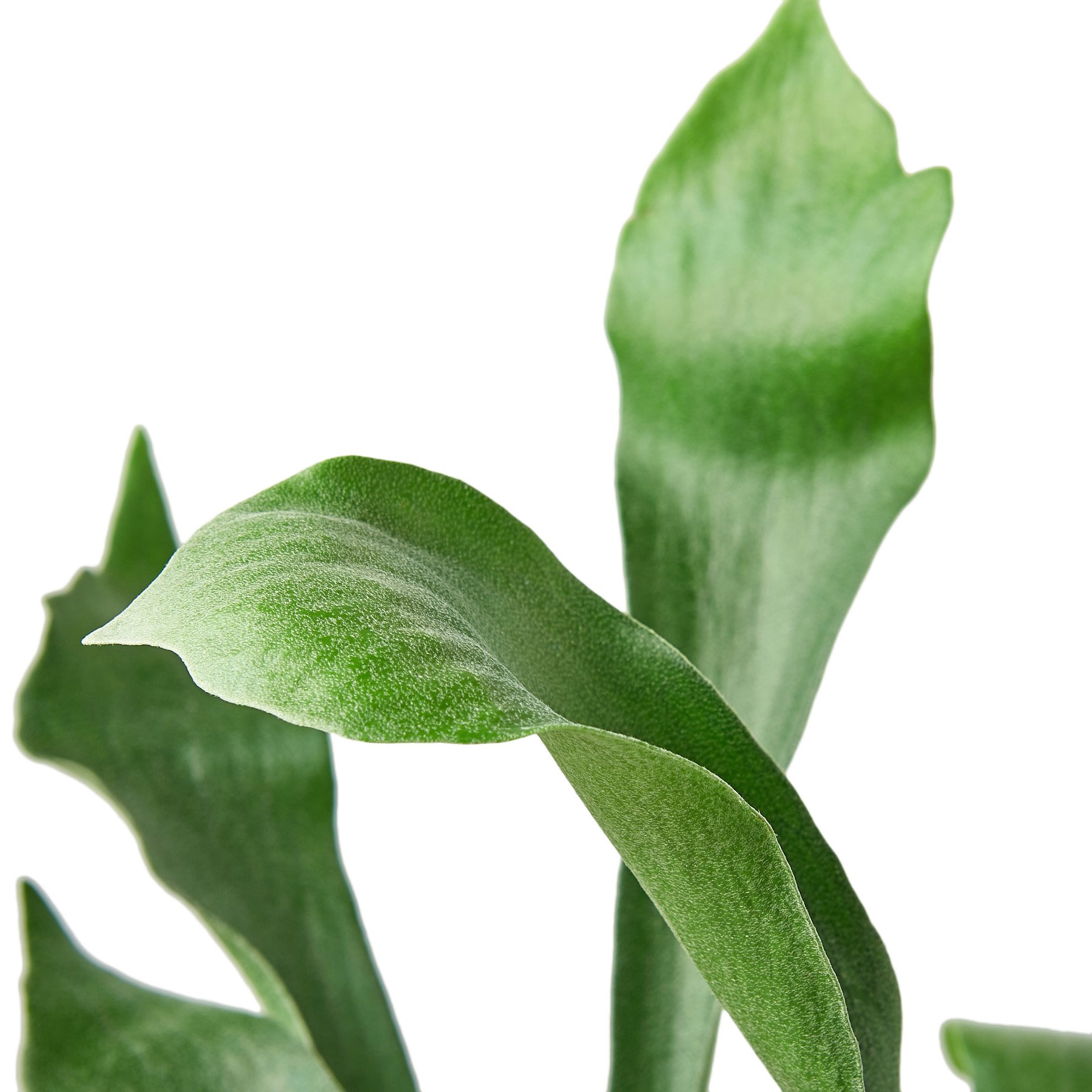 A lush Staghorn Fern with forked, antler-like leaves, showcasing its unique texture and vibrant green color, ideal for indoor decoration.