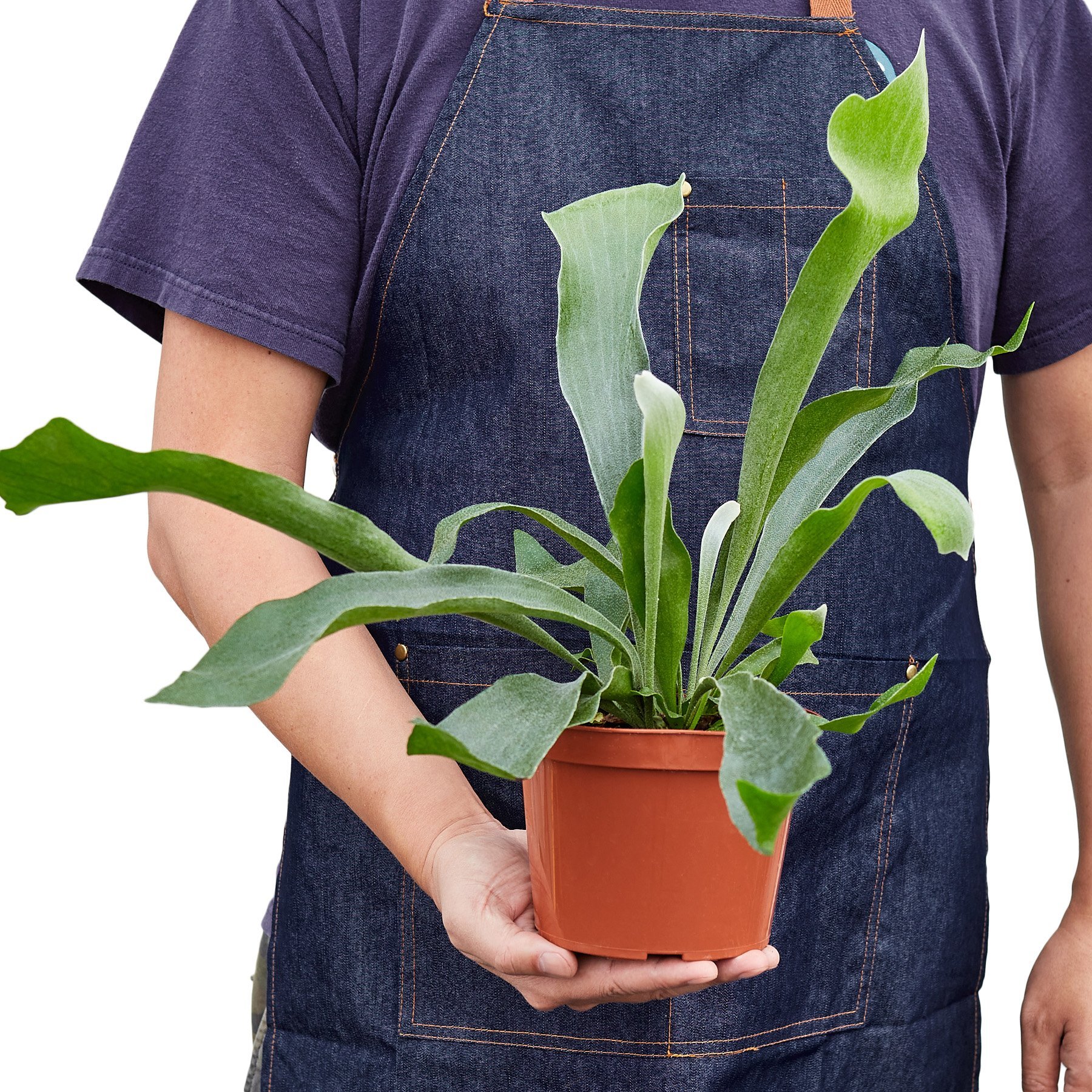 A lush Staghorn Fern with forked, antler-like leaves, showcasing its unique texture and vibrant green color, ideal for indoor decoration.