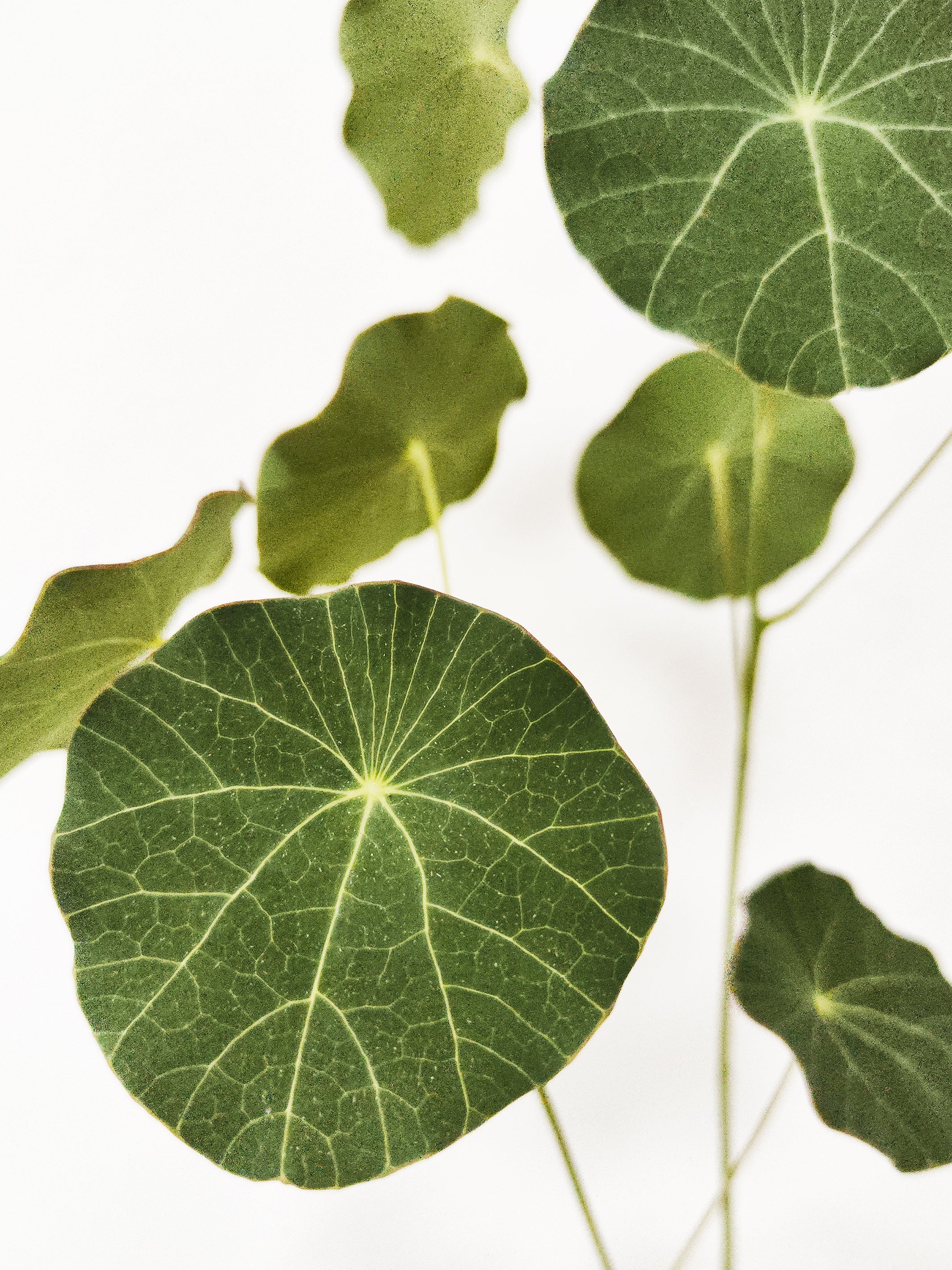 Stephania Erecta plant with round green leaves in a terracotta pot, showcasing its exotic and delicate appearance.