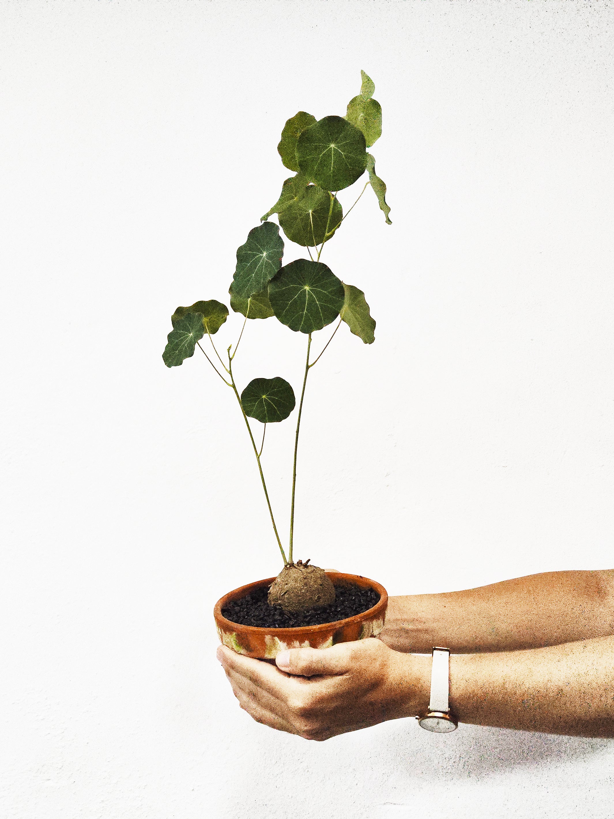 Stephania Erecta plant with round green leaves in a terracotta pot, showcasing its exotic and delicate appearance.