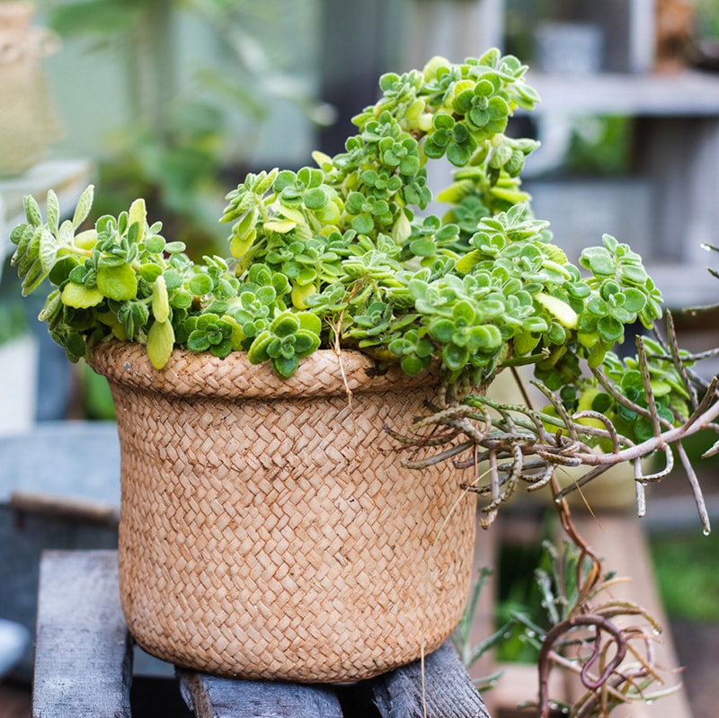 Straw Basket Style Concrete Planter in khaki color, showcasing its elegant design and drainage hole.