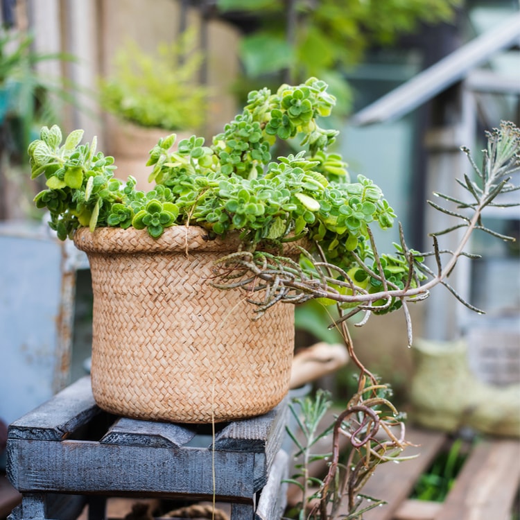 Straw Basket Style Concrete Planter in khaki color, showcasing its elegant design and drainage hole.