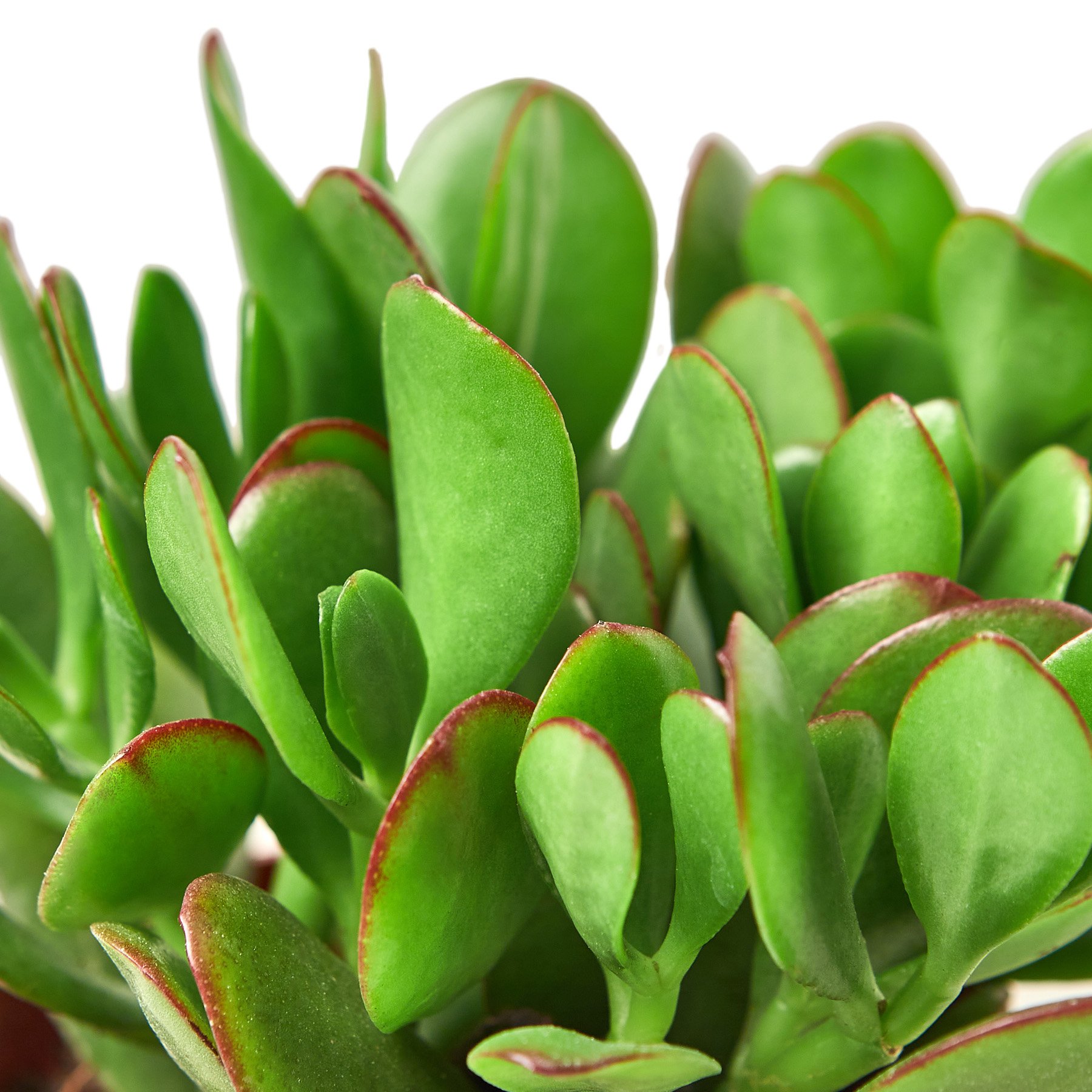 Crassula 'Jade' succulent with green finger-like leaves and red-tipped edges, showcasing its unique beauty and small pinkish-white flowers.