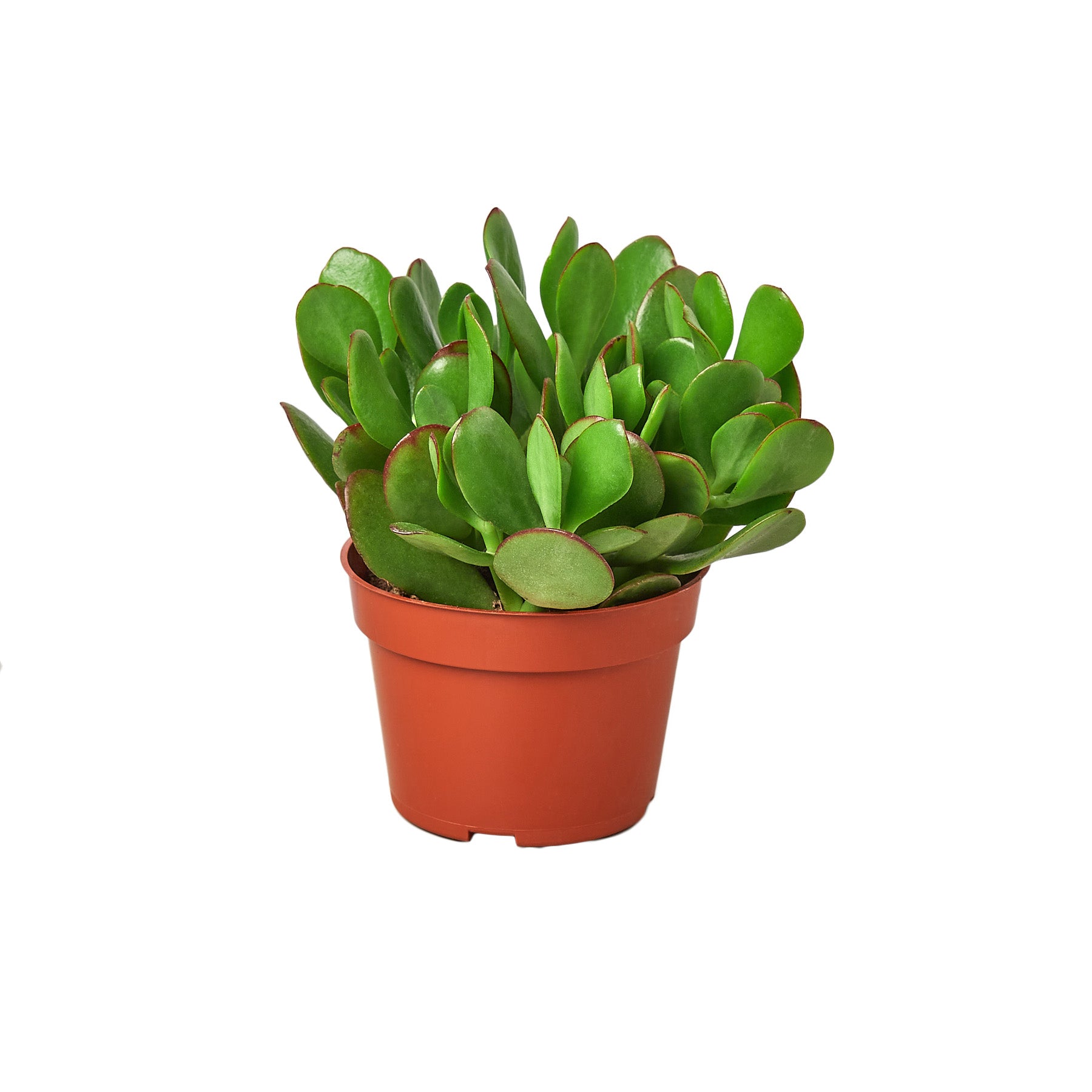 Crassula 'Jade' succulent with green finger-like leaves and red-tipped edges, showcasing its unique beauty and small pinkish-white flowers.