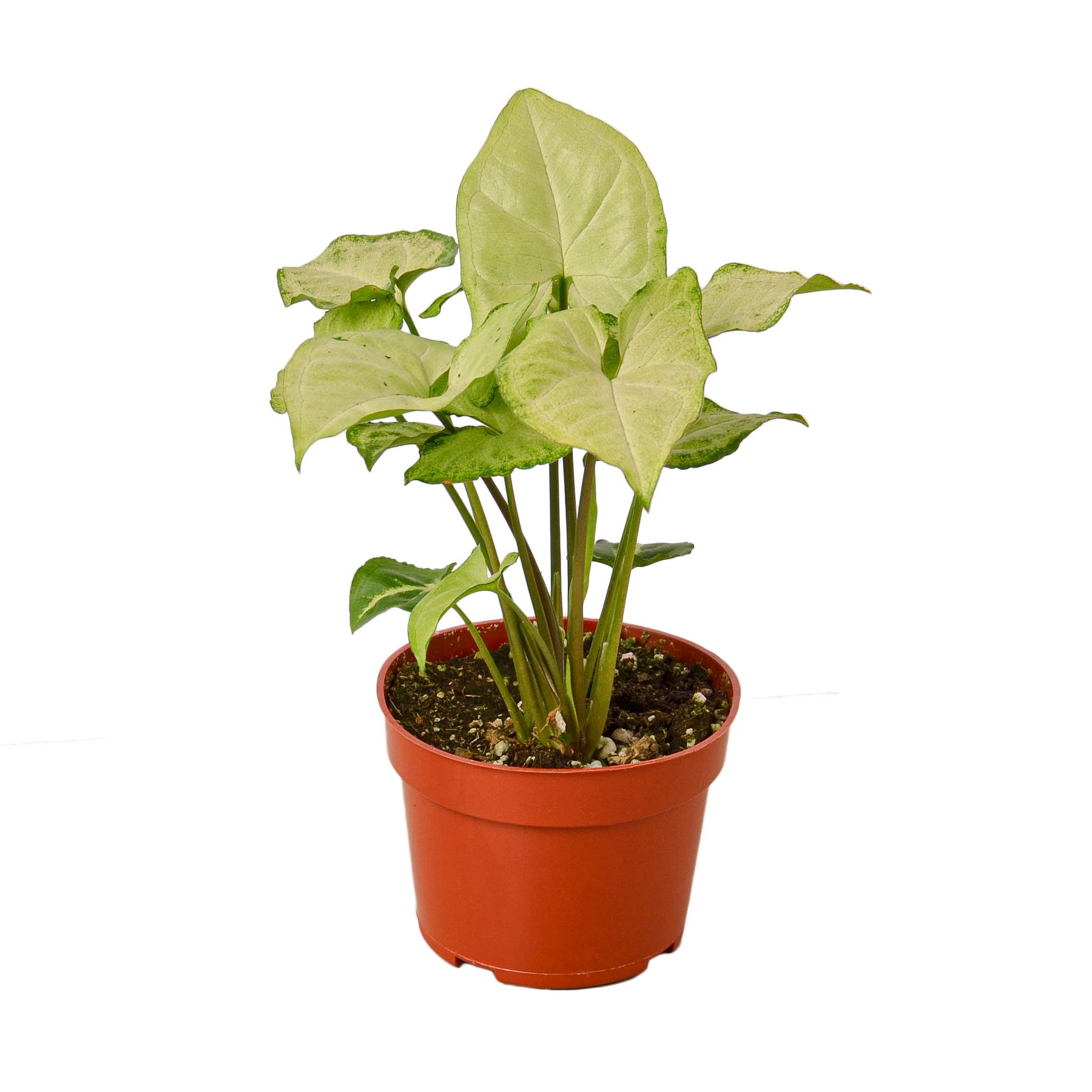 Syngonium White Butterfly plant showcasing heart-shaped leaves in bright green and light grey colors.