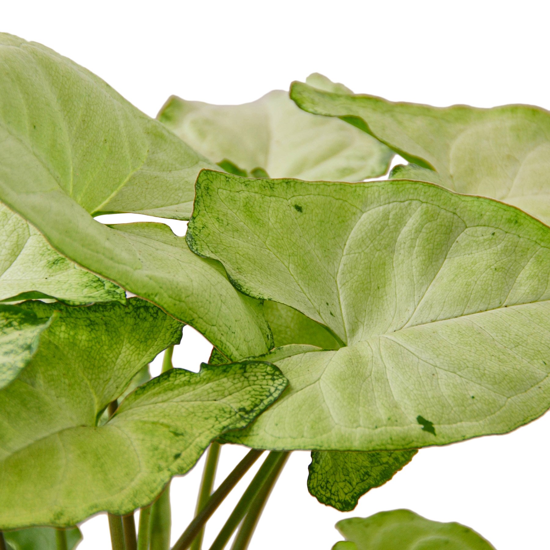 Syngonium White Butterfly plant showcasing heart-shaped leaves in bright green and light grey colors.