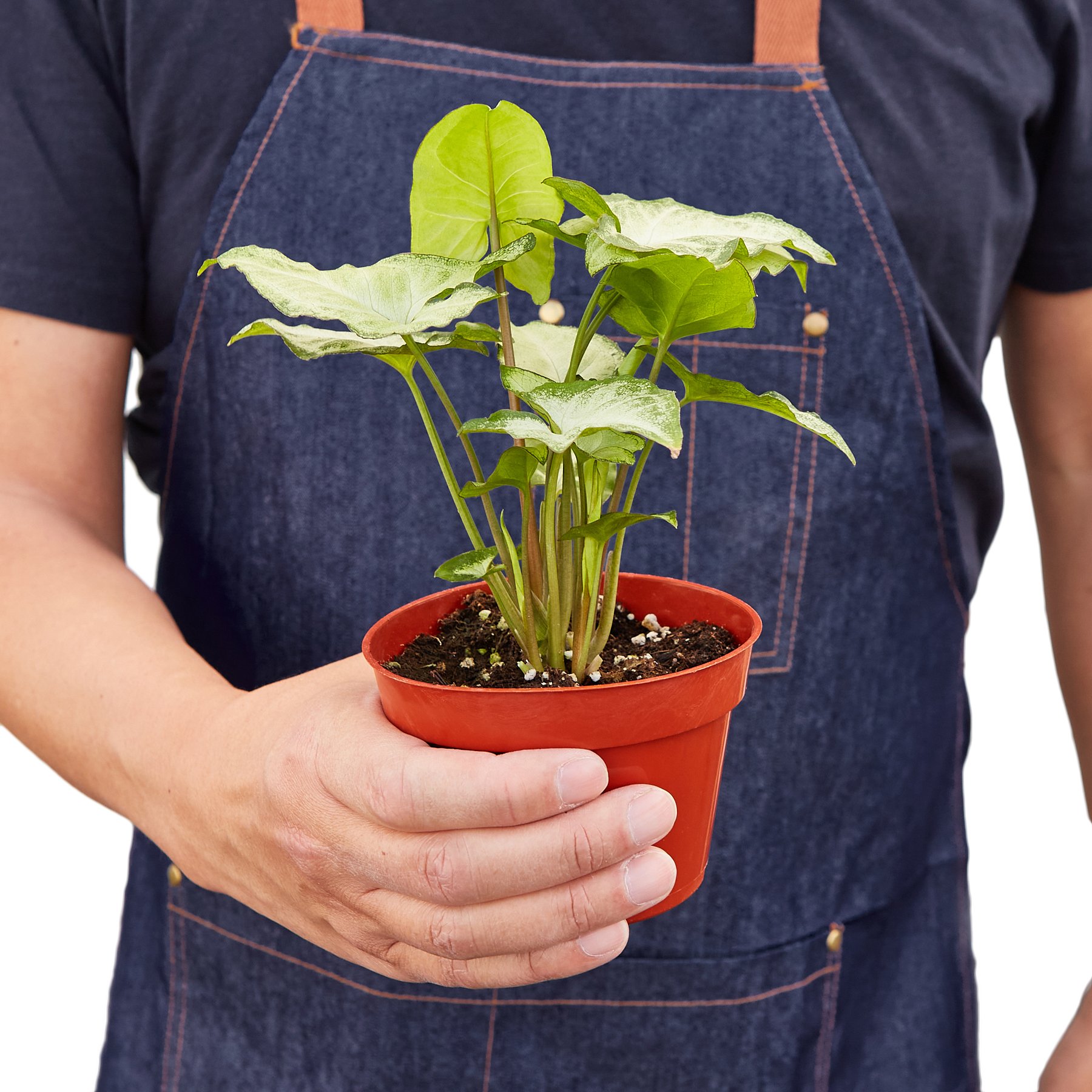 Syngonium White Butterfly plant showcasing heart-shaped leaves in bright green and light grey colors.