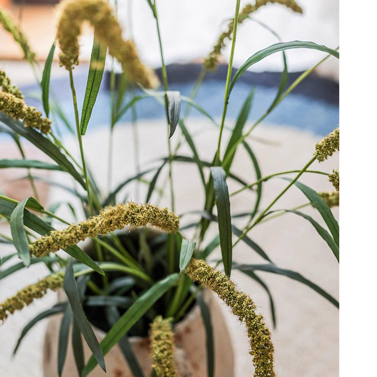 39-inch tall Three-Headed Dogtail Grass Stem in burgundy, green, and yellow colors, showcasing its realistic design and lush appearance.