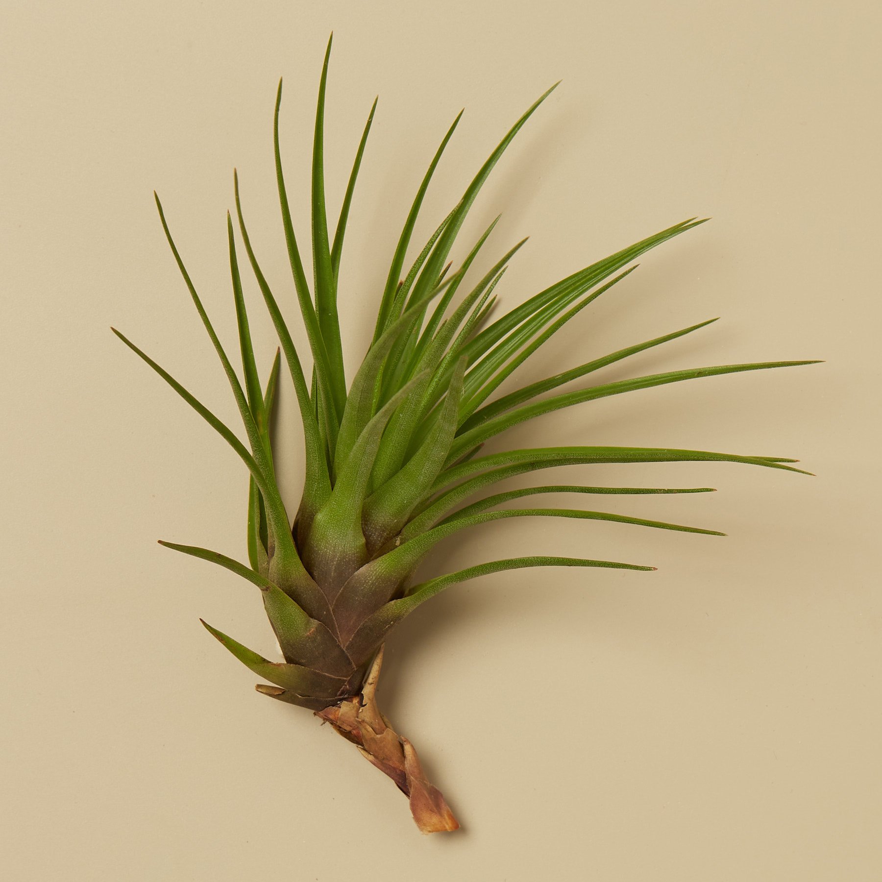 Vibrant Tillandsia Air Plant Tricolor with green, pink, and purple hues, displayed with fertilizer for optimal growth.