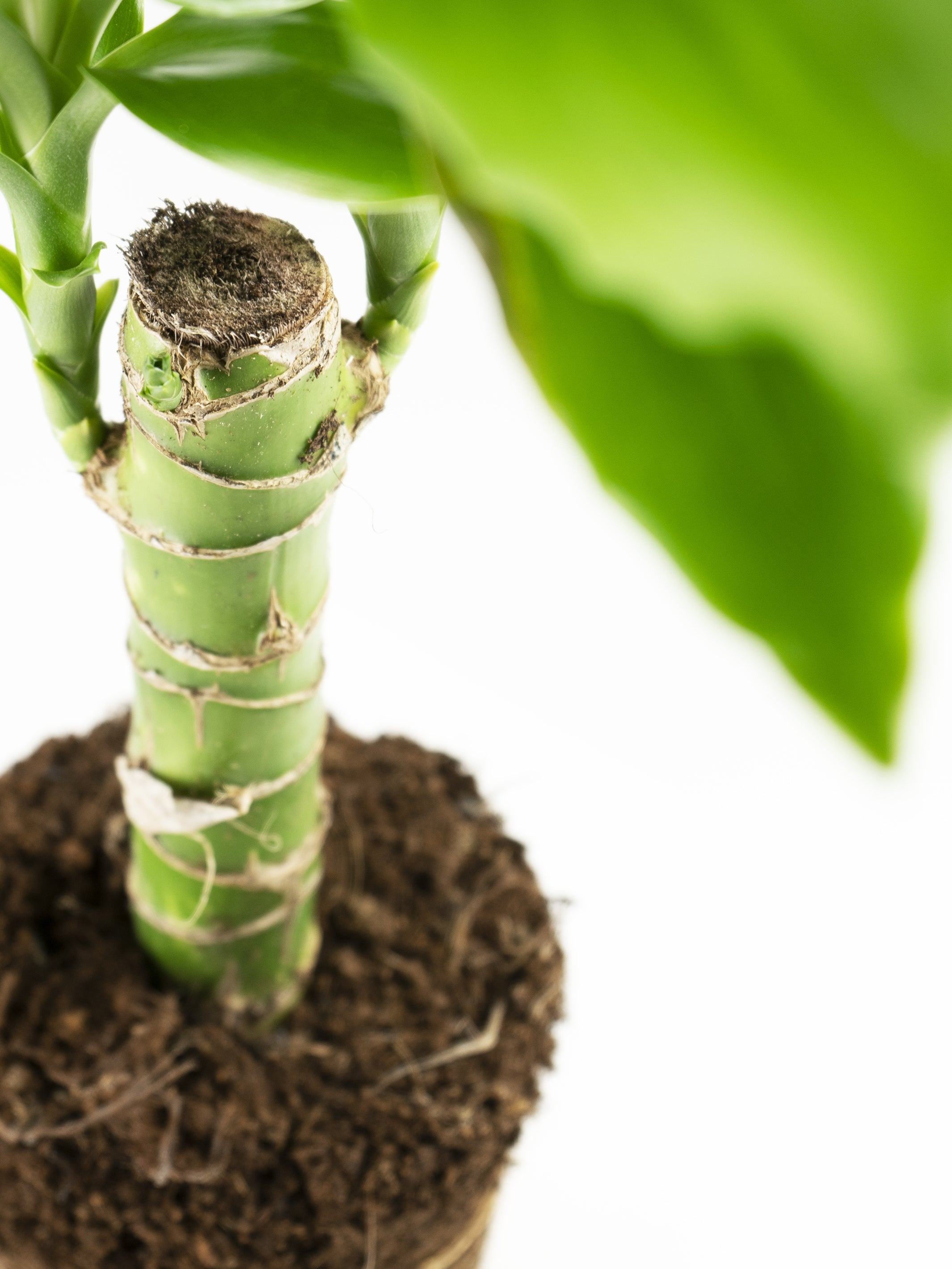 Tronco de Brasil o Palo de Agua, una planta verde con hojas largas y estrechas, ideal para decoración y purificación del aire.