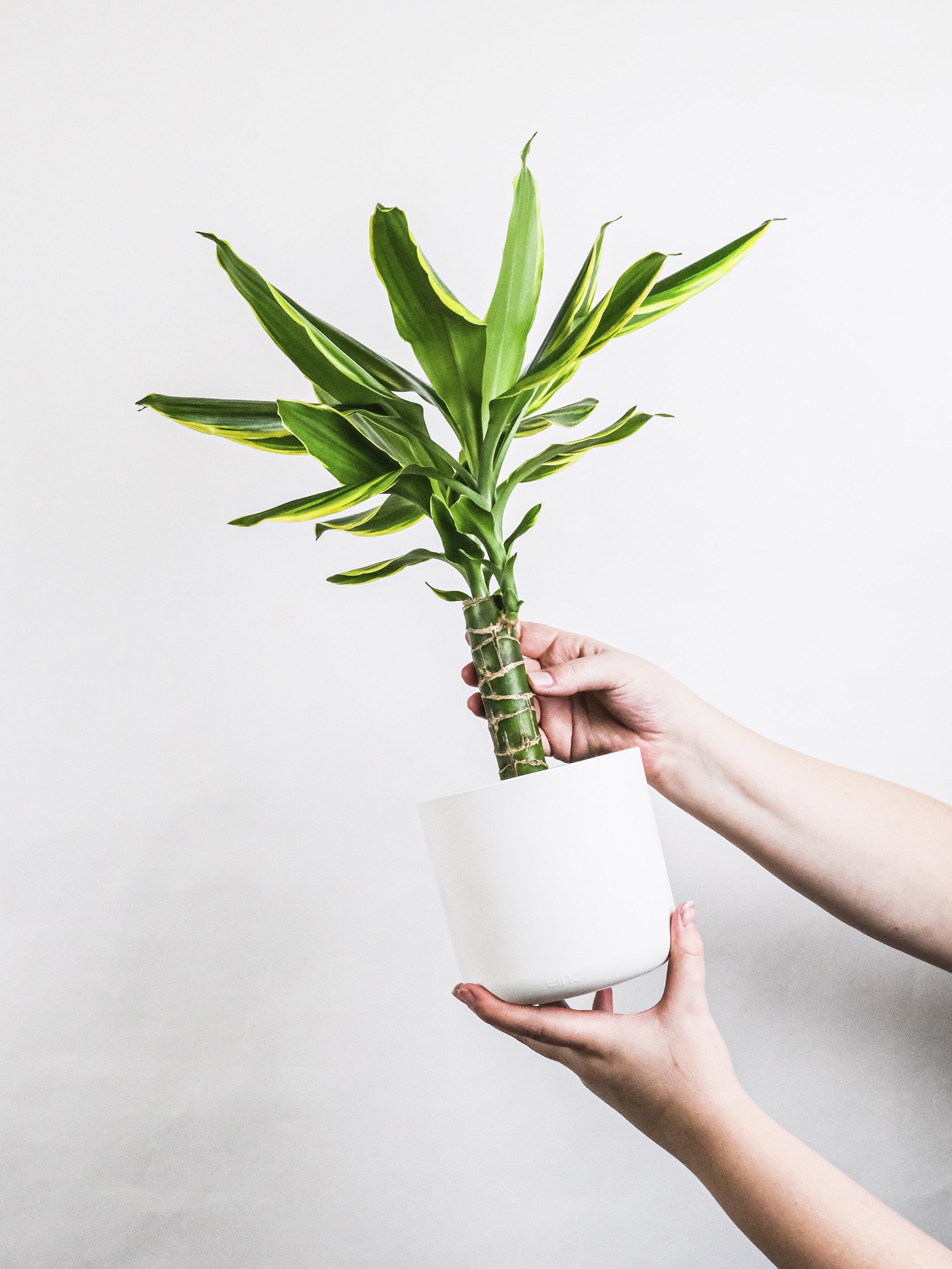 Tronco de Brasil o Palo de Agua, una planta verde con hojas largas y estrechas, ideal para decoración y purificación del aire.