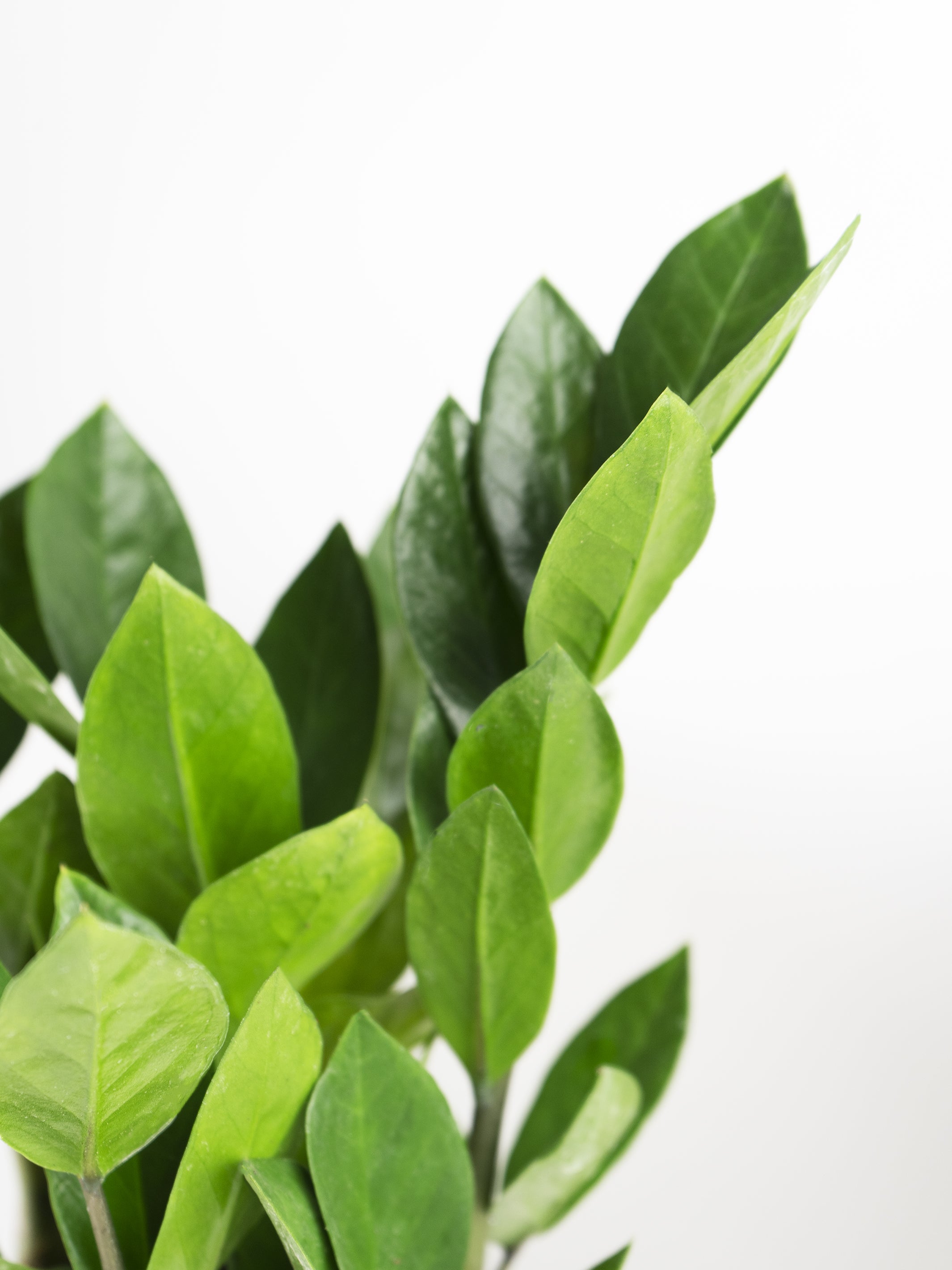 Zamioculca Zamiifol plant with glossy leaves in a nursery pot, showcasing its elegant structure and vibrant green color.