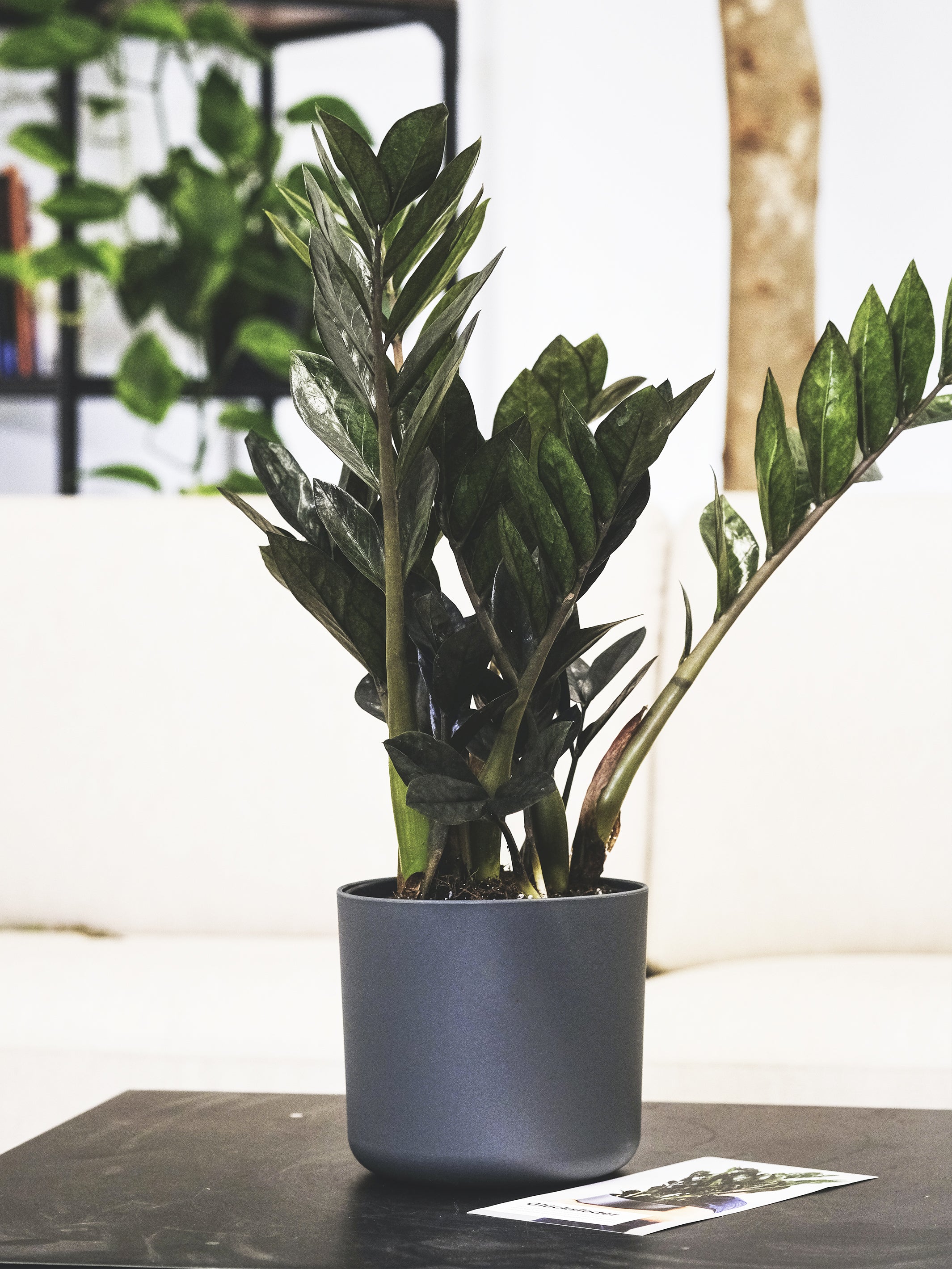 Zamioculca Zamiifol plant with glossy leaves in a nursery pot, showcasing its elegant structure and vibrant green color.