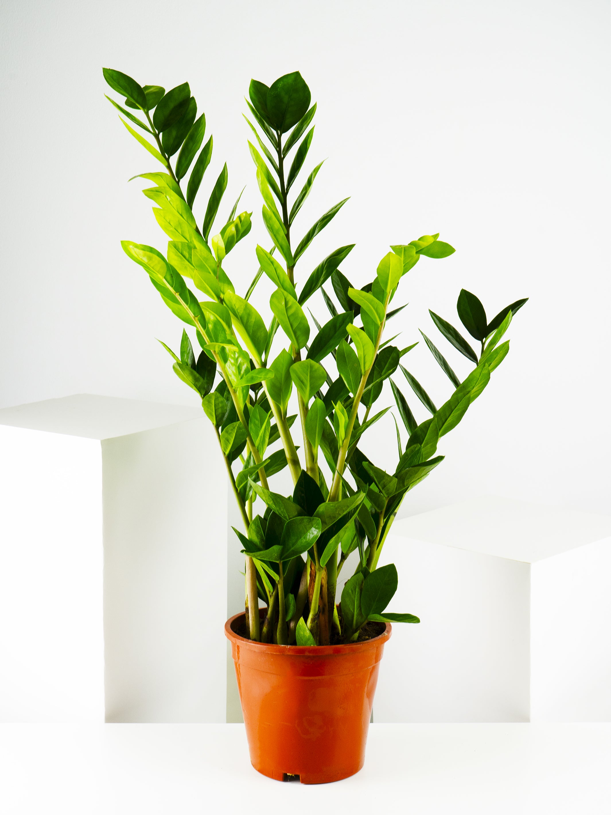 Zamioculca Zamiifol plant with glossy leaves in a nursery pot, showcasing its elegant structure and vibrant green color.