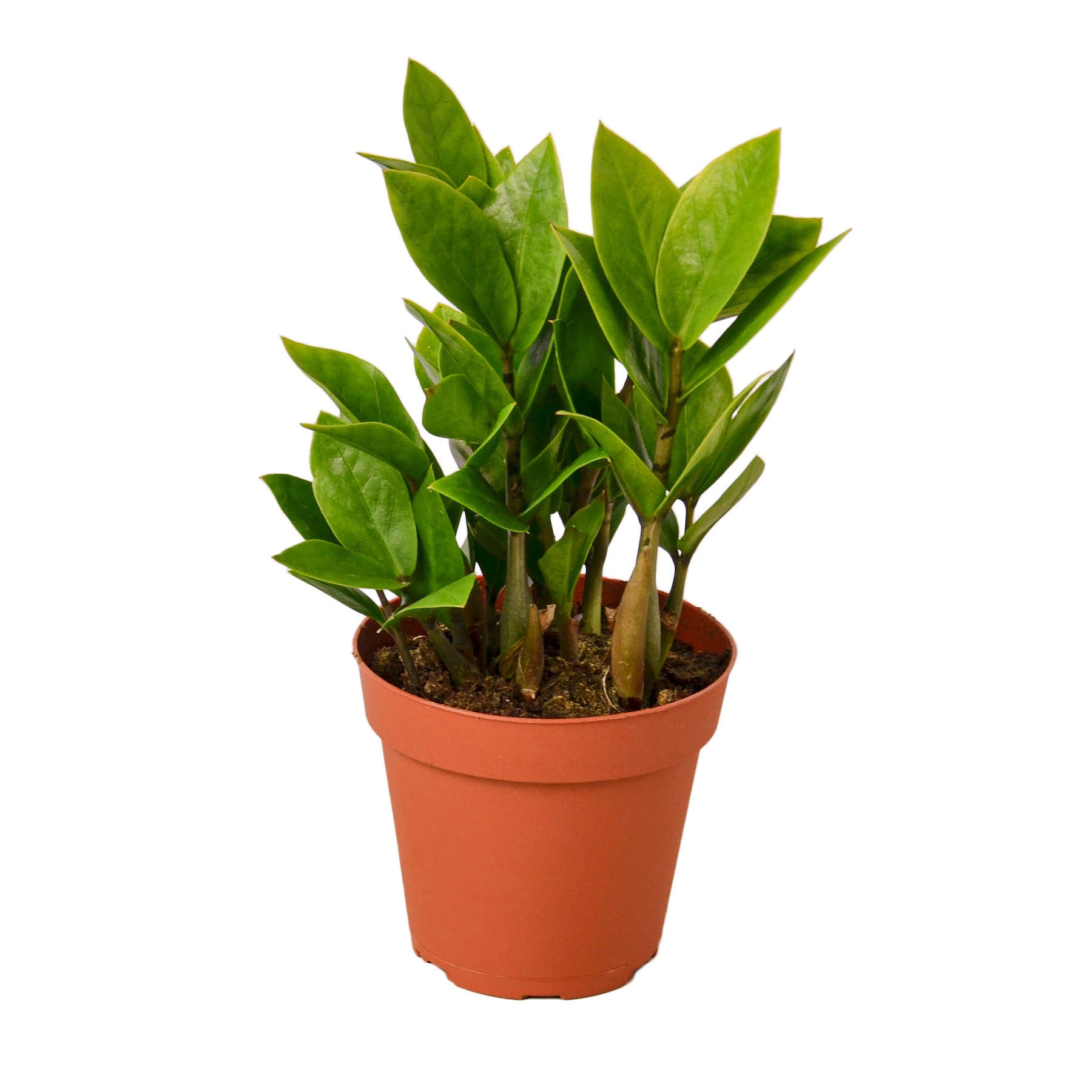 A healthy Zamioculcas Zamiifolia ZZ plant with glossy green leaves in a decorative pot, showcasing its unique growth pattern.