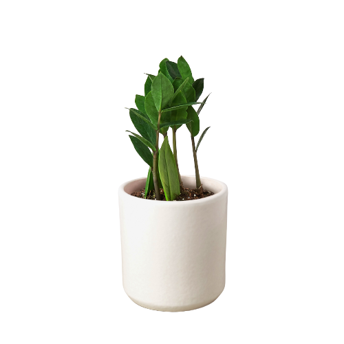 A healthy Zamioculcas Zamiifolia ZZ plant with glossy green leaves in a decorative pot, showcasing its unique growth pattern.