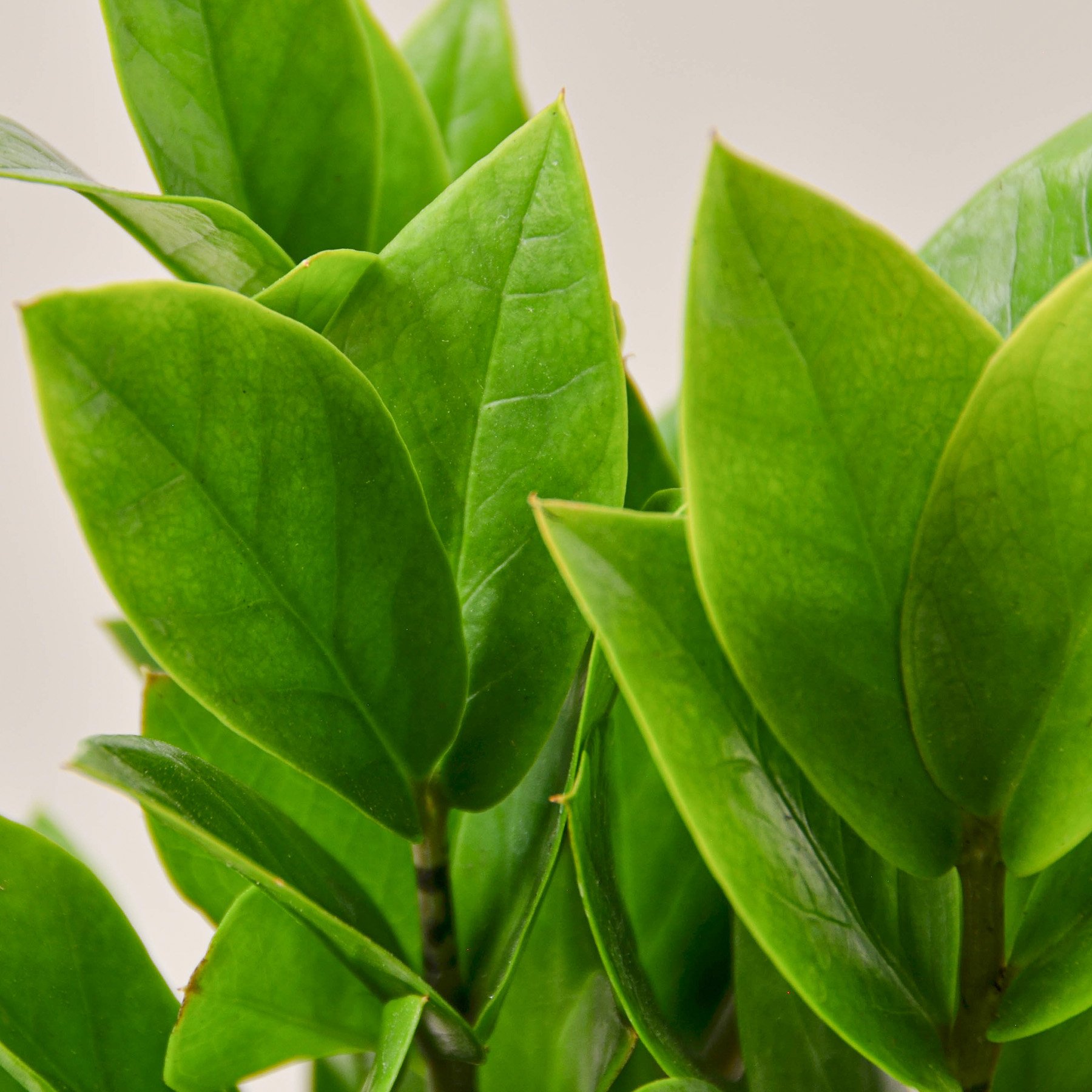 A healthy Zamioculcas Zamiifolia ZZ plant with glossy green leaves in a decorative pot, showcasing its unique growth pattern.