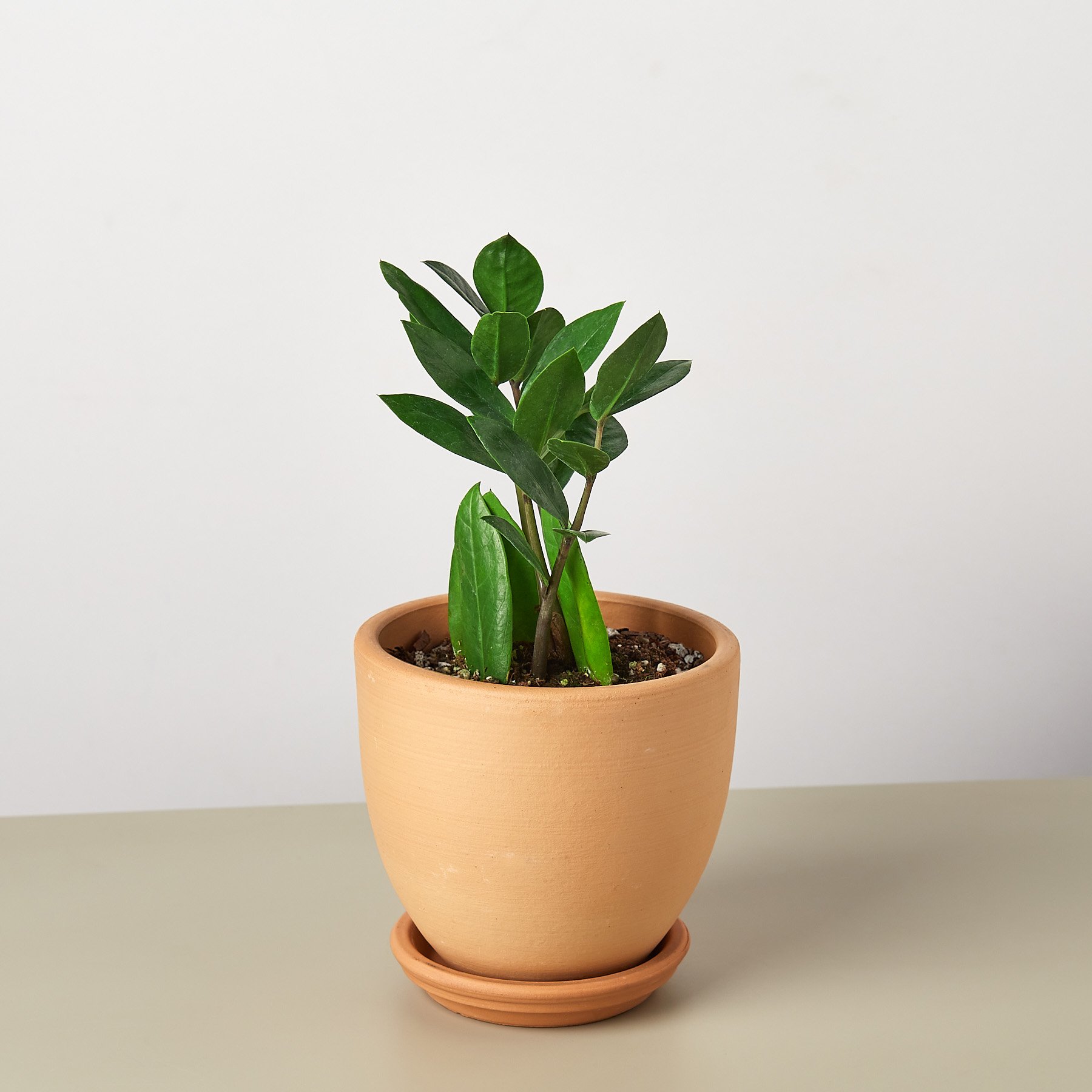 A healthy Zamioculcas Zamiifolia ZZ plant with glossy green leaves in a decorative pot, showcasing its unique growth pattern.