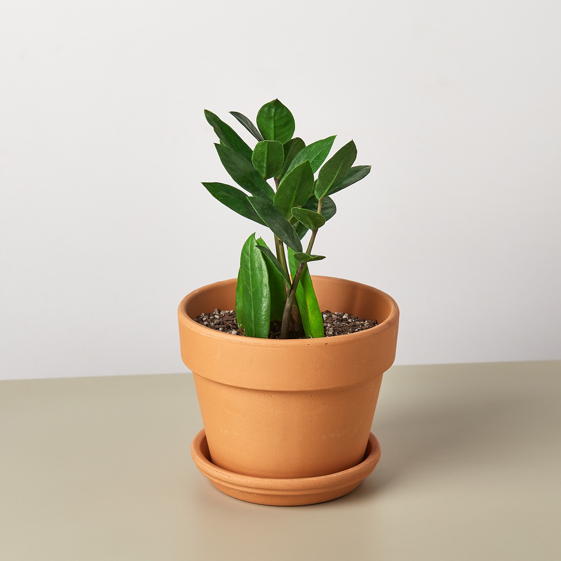 A healthy Zamioculcas Zamiifolia ZZ plant with glossy green leaves in a decorative pot, showcasing its unique growth pattern.