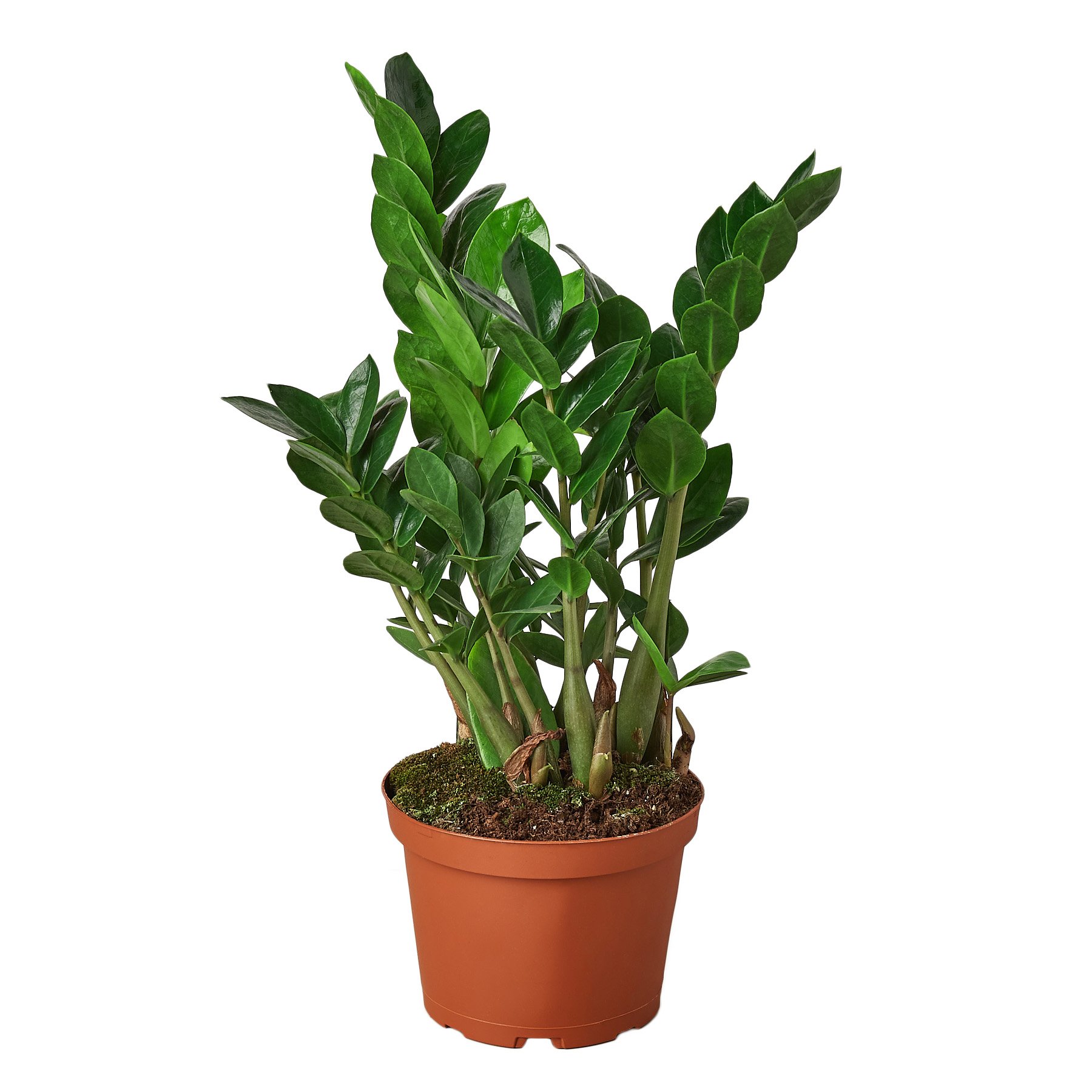 A healthy Zamioculcas Zamiifolia ZZ plant with glossy green leaves in a decorative pot, showcasing its unique growth pattern.