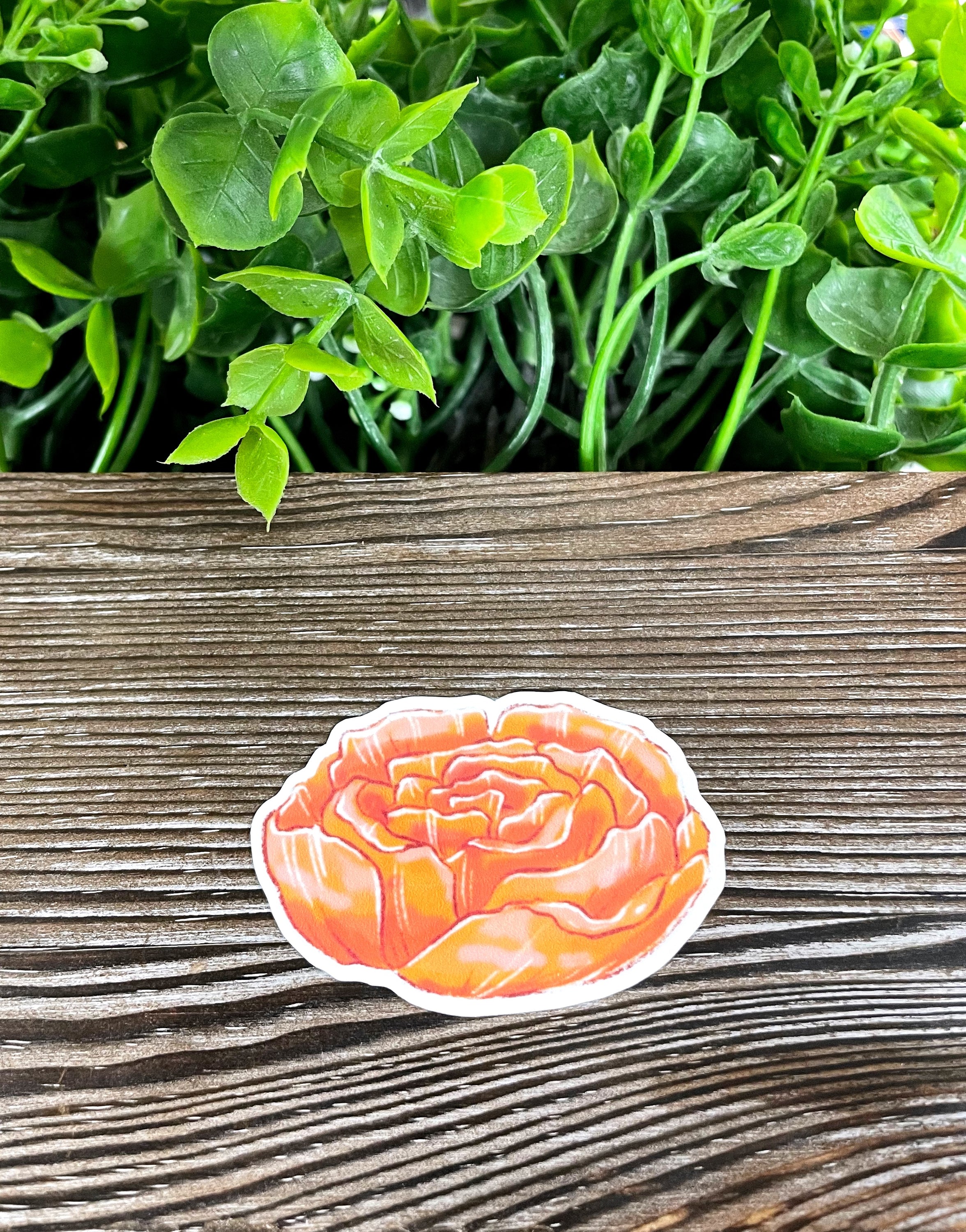 Blush Orange Peony Flower sticker on a smooth surface, showcasing vibrant colors and intricate details.