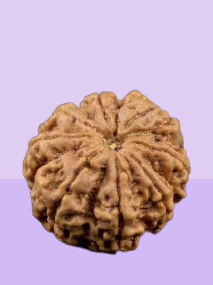 Natural 8 Face Rudraksha bead from Nepal, showcasing its unique oval shape and natural texture.