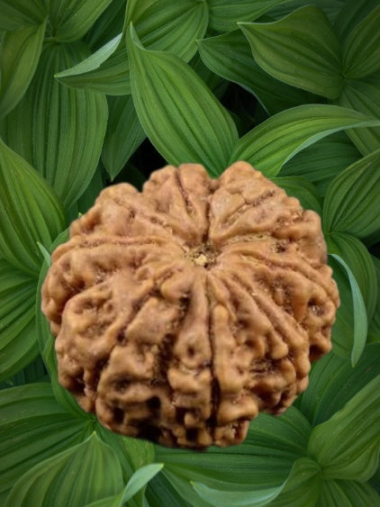 Natural 8 Face Rudraksha bead from Nepal, showcasing its unique oval shape and natural texture.