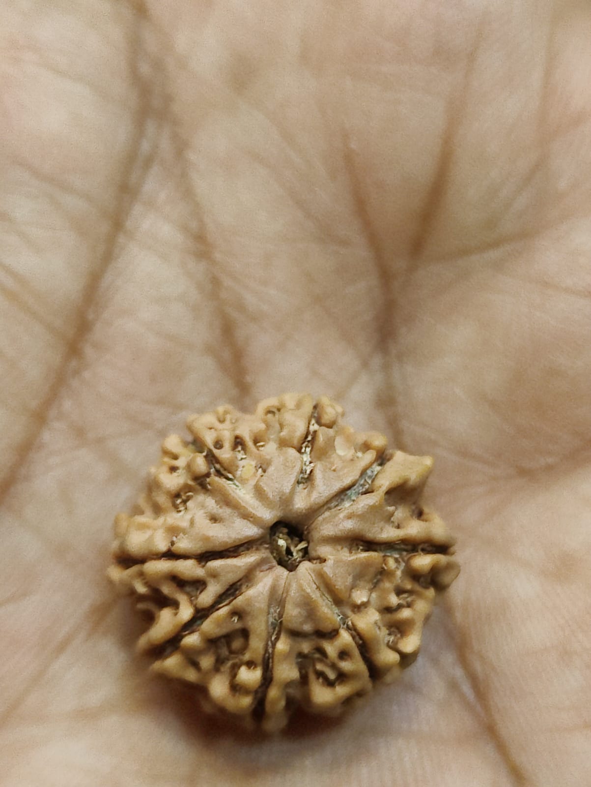 Natural 8 Face Rudraksha bead from Nepal, showcasing its unique oval shape and natural texture.