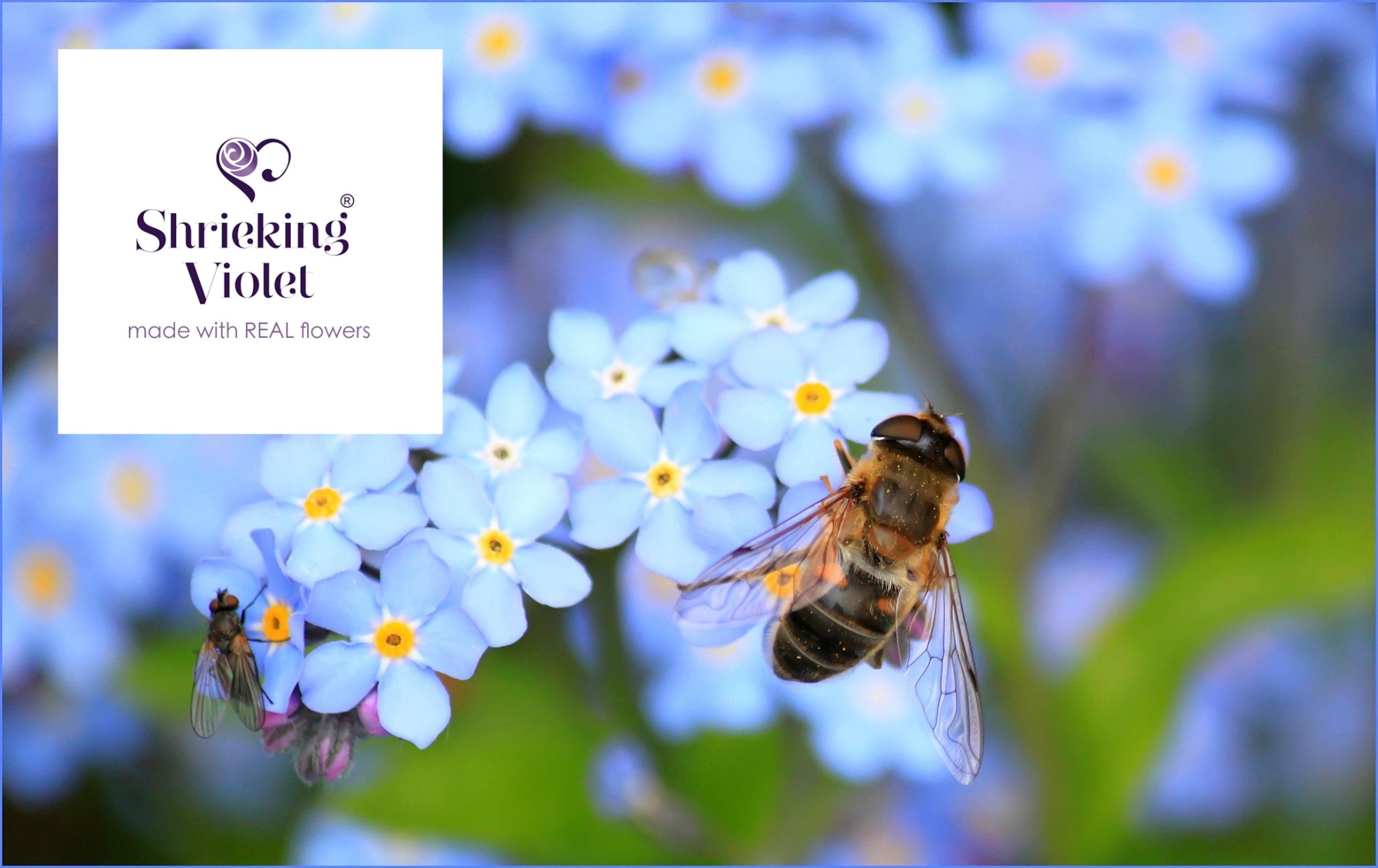 Elegant sterling silver cufflinks featuring real forget-me-not flowers, beautifully crafted and presented in a gift box.