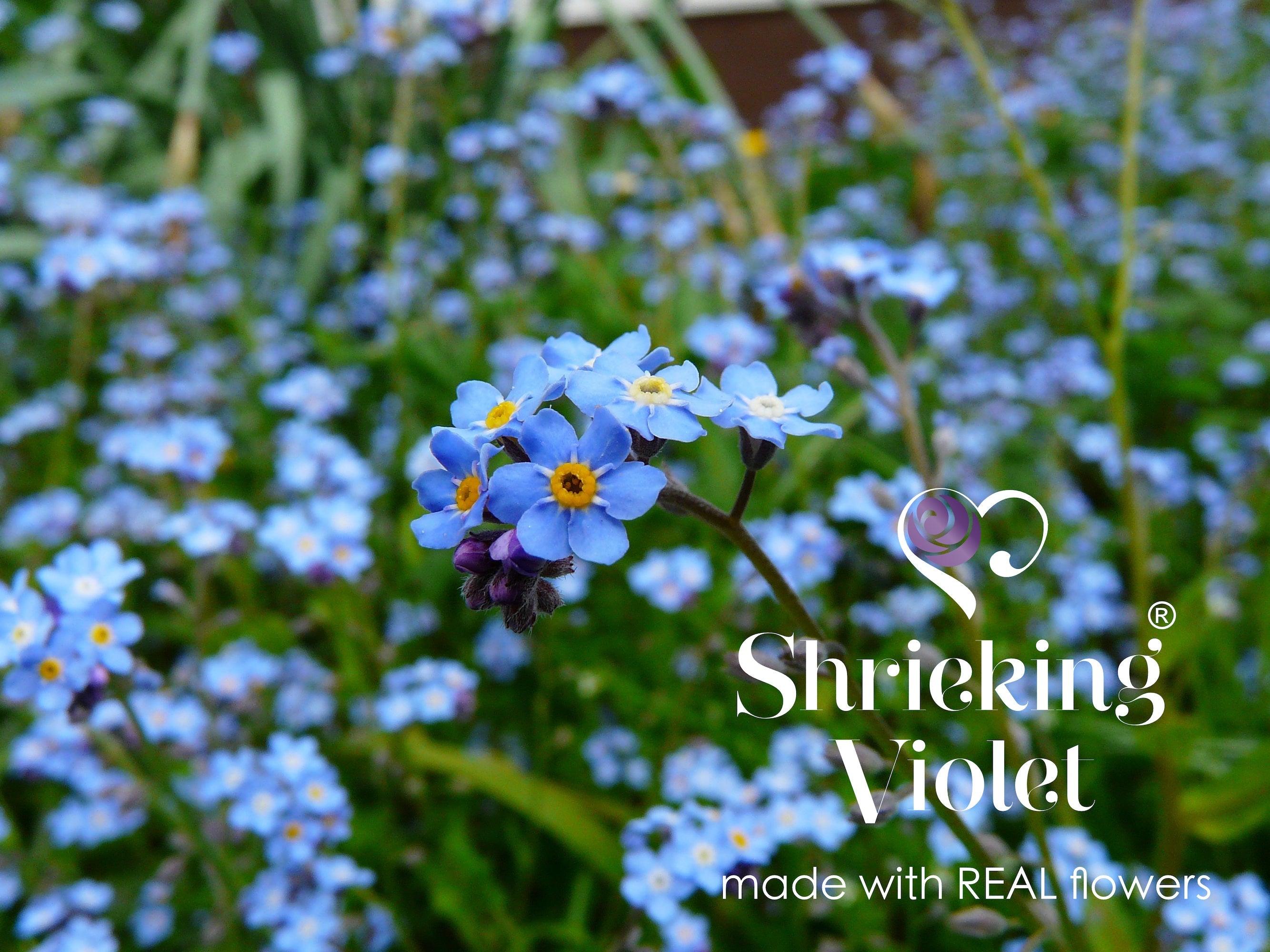 Elegant sterling silver cufflinks featuring real forget-me-not flowers, beautifully crafted and presented in a gift box.