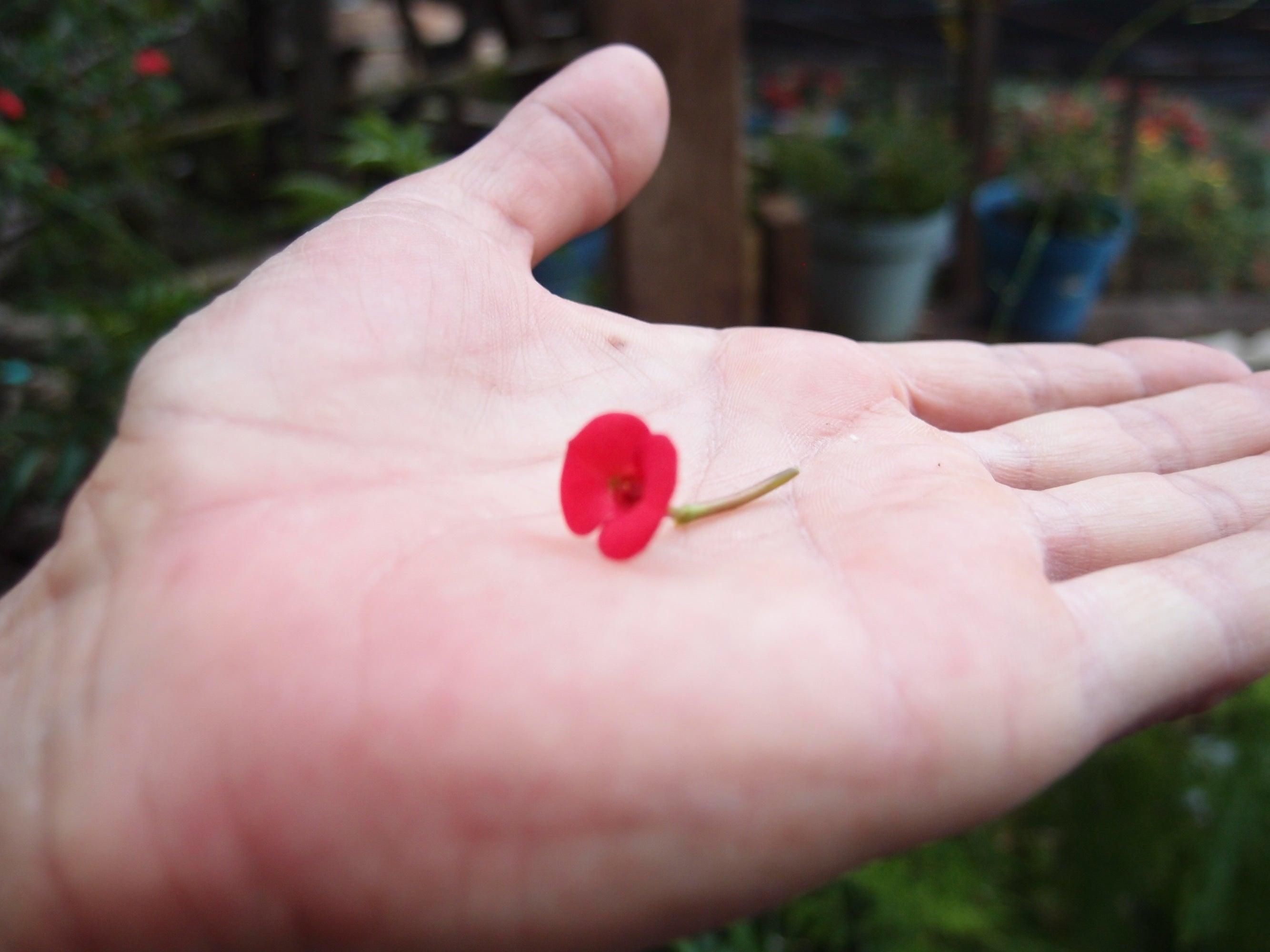 Sterling silver bangle featuring real poppy flowers, elegantly handcrafted by Shrieking Violet, displayed in a stylish gift box.