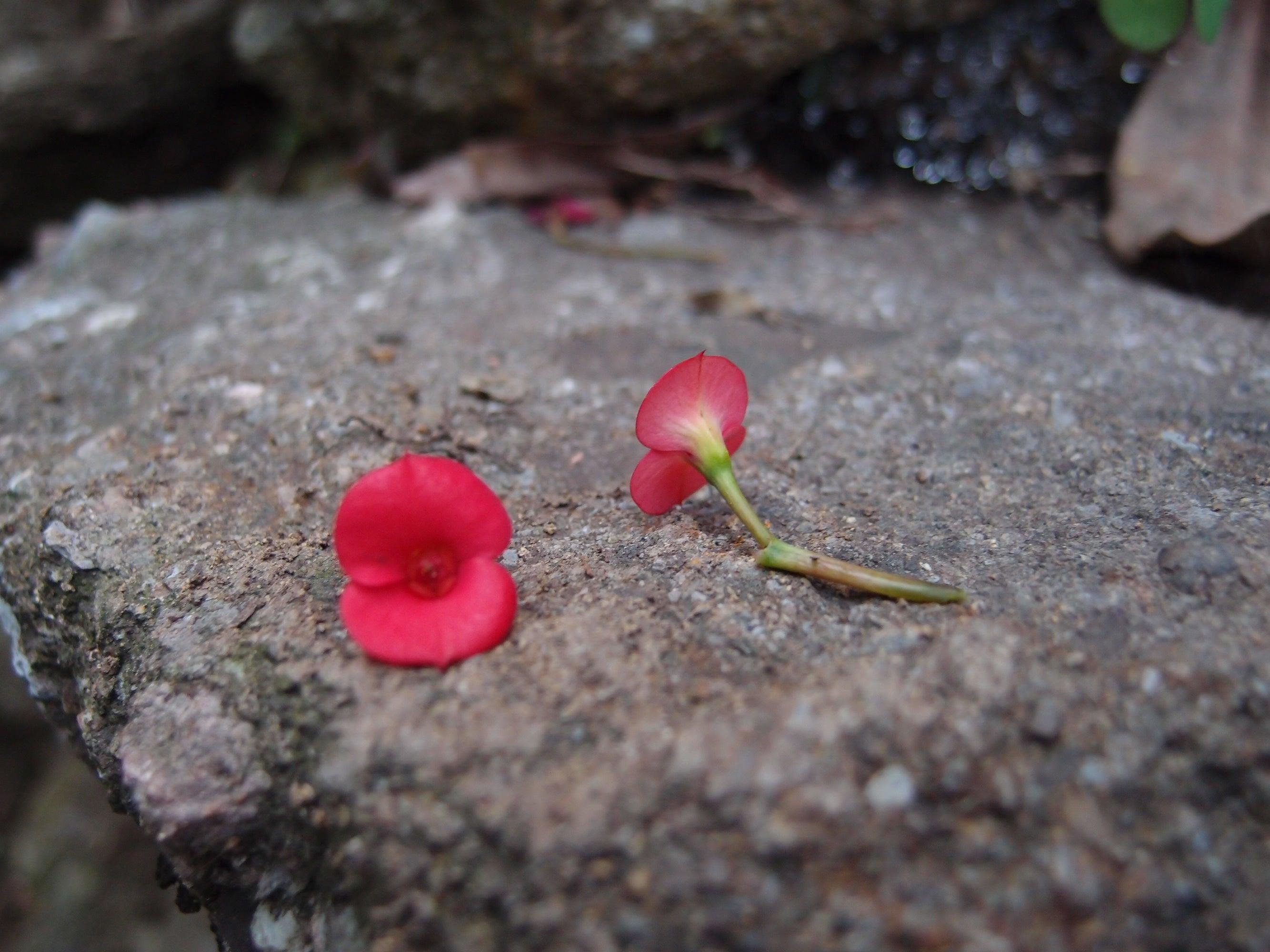 Elegant Poppy drop earrings 'Leela' featuring tiny red Euphorbia Milii flowers in sterling silver vertical bar design.