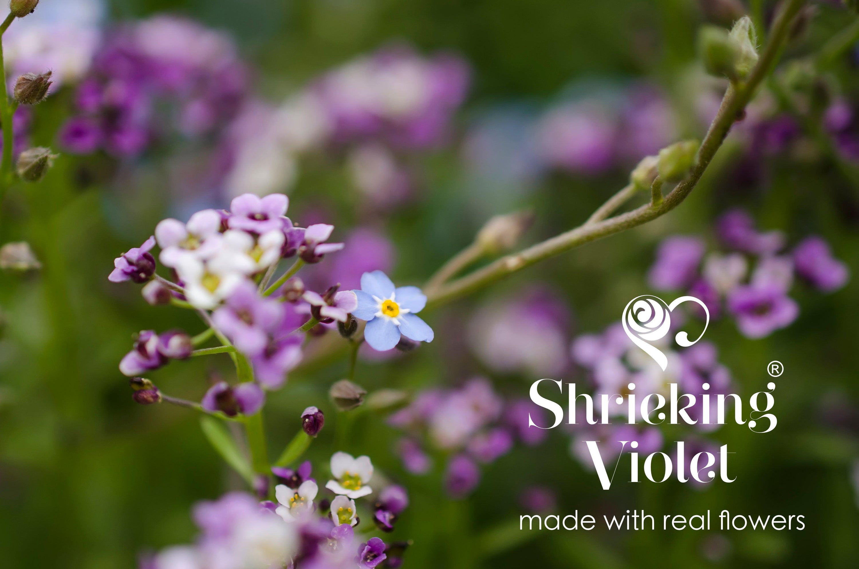 Handmade sterling silver drop earrings featuring real purple verbena and forget-me-not flowers in a teardrop design.