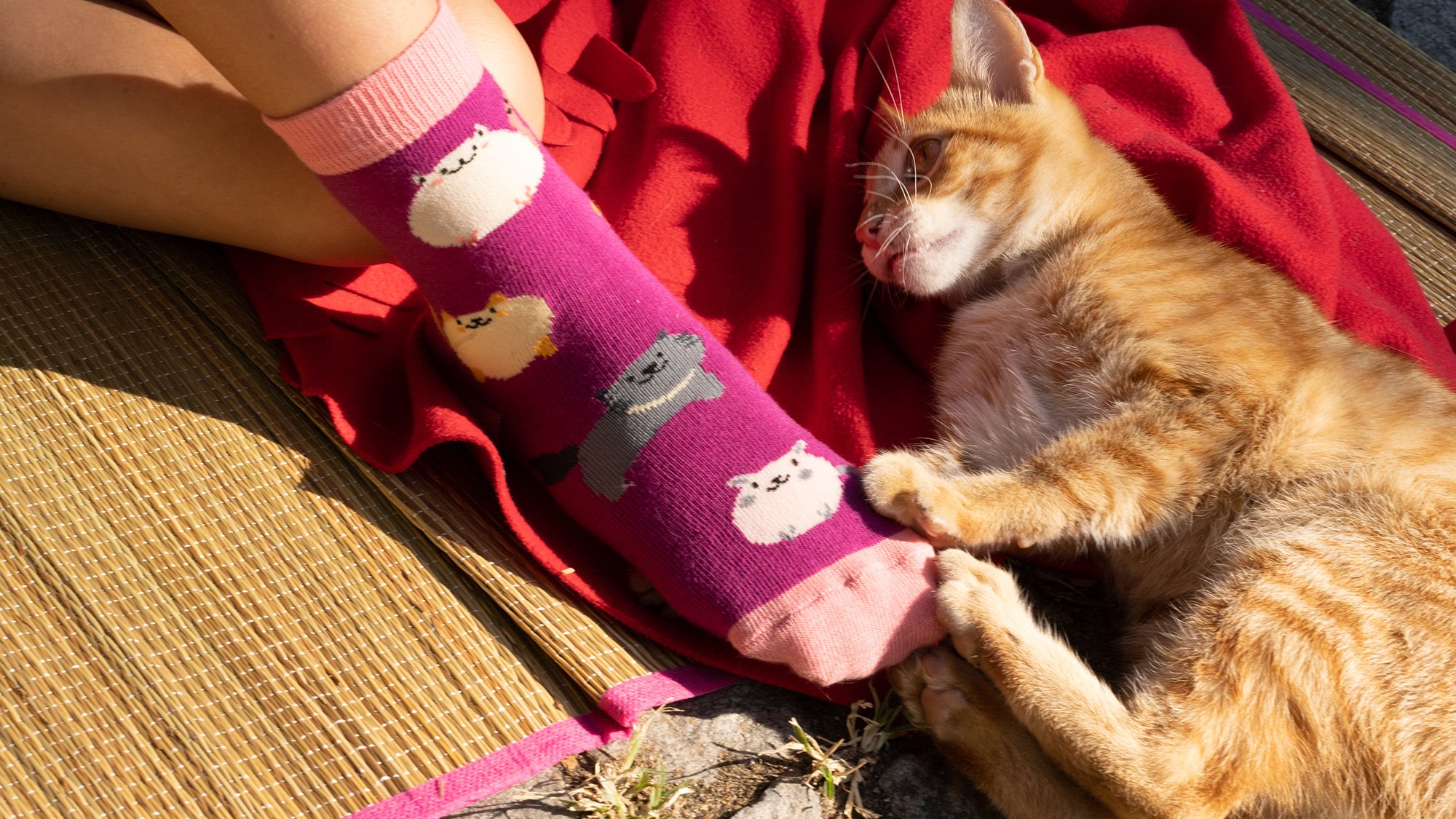 Colorful kids socks featuring cute cat designs, made from soft cotton for comfort.