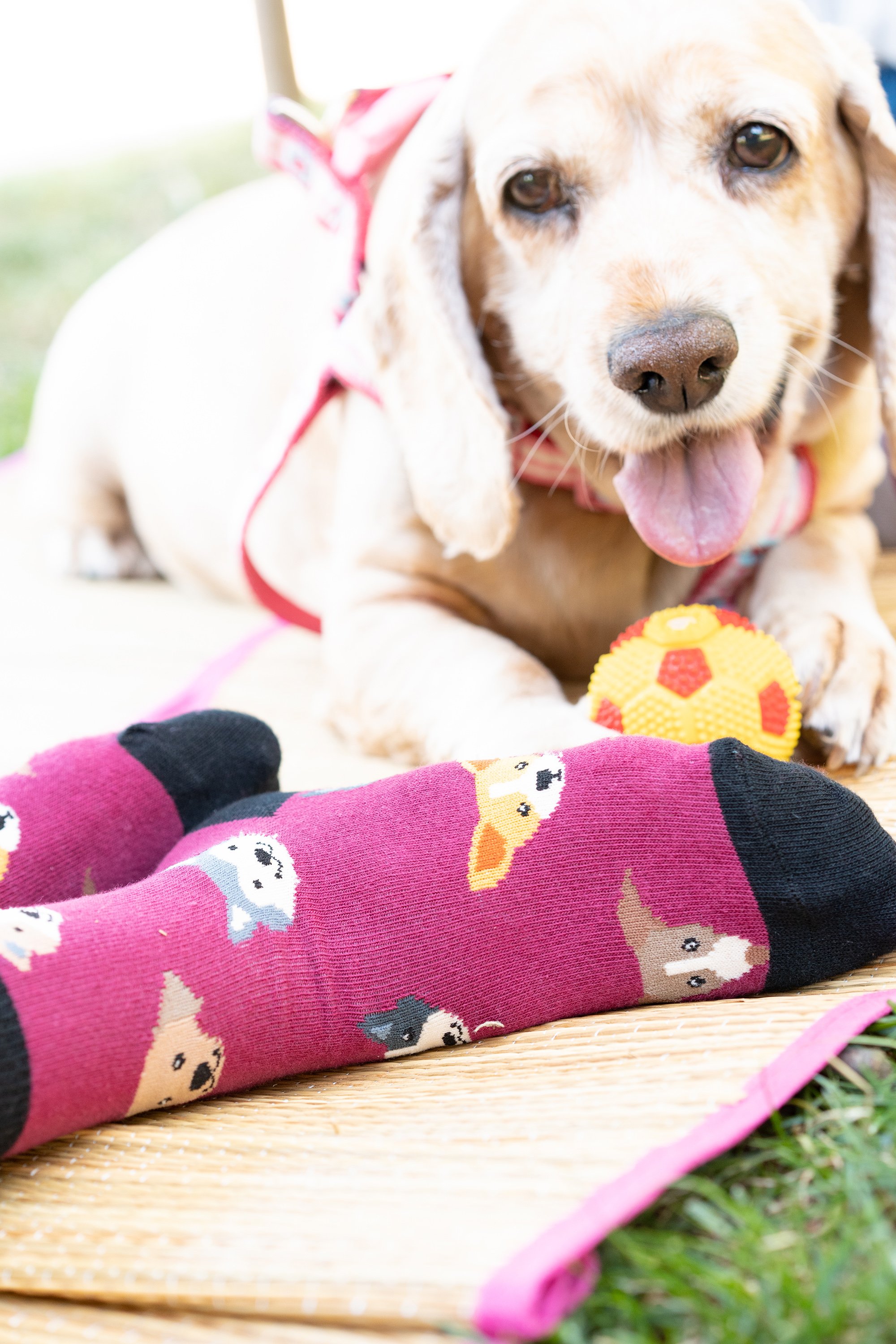 Colorful Kids Cute Dogs Socks featuring fun dog designs, perfect for children.