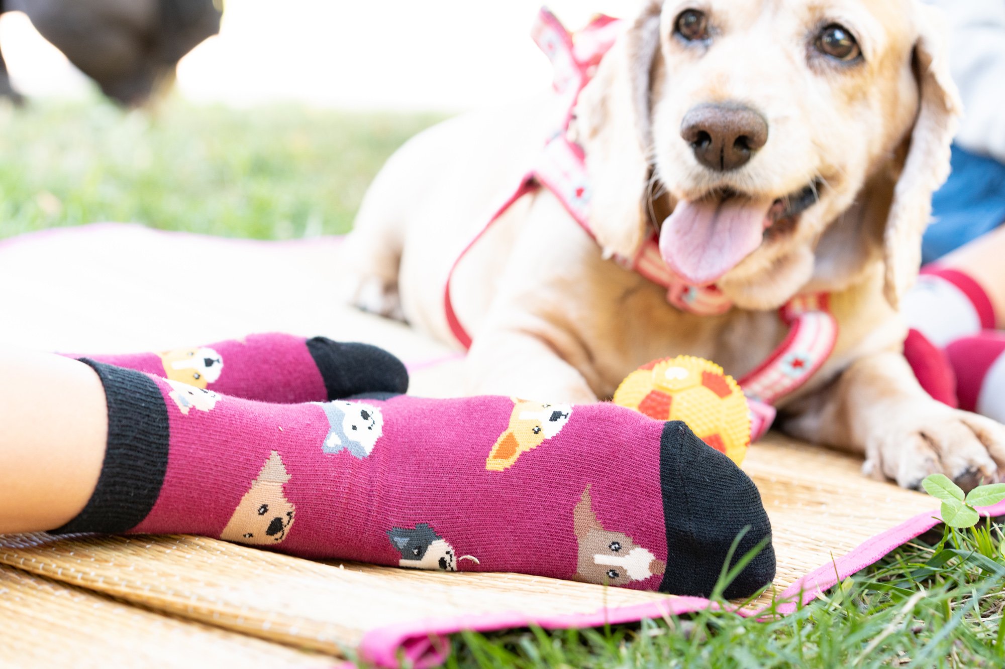 Colorful Kids Cute Dogs Socks featuring fun dog designs, perfect for children.