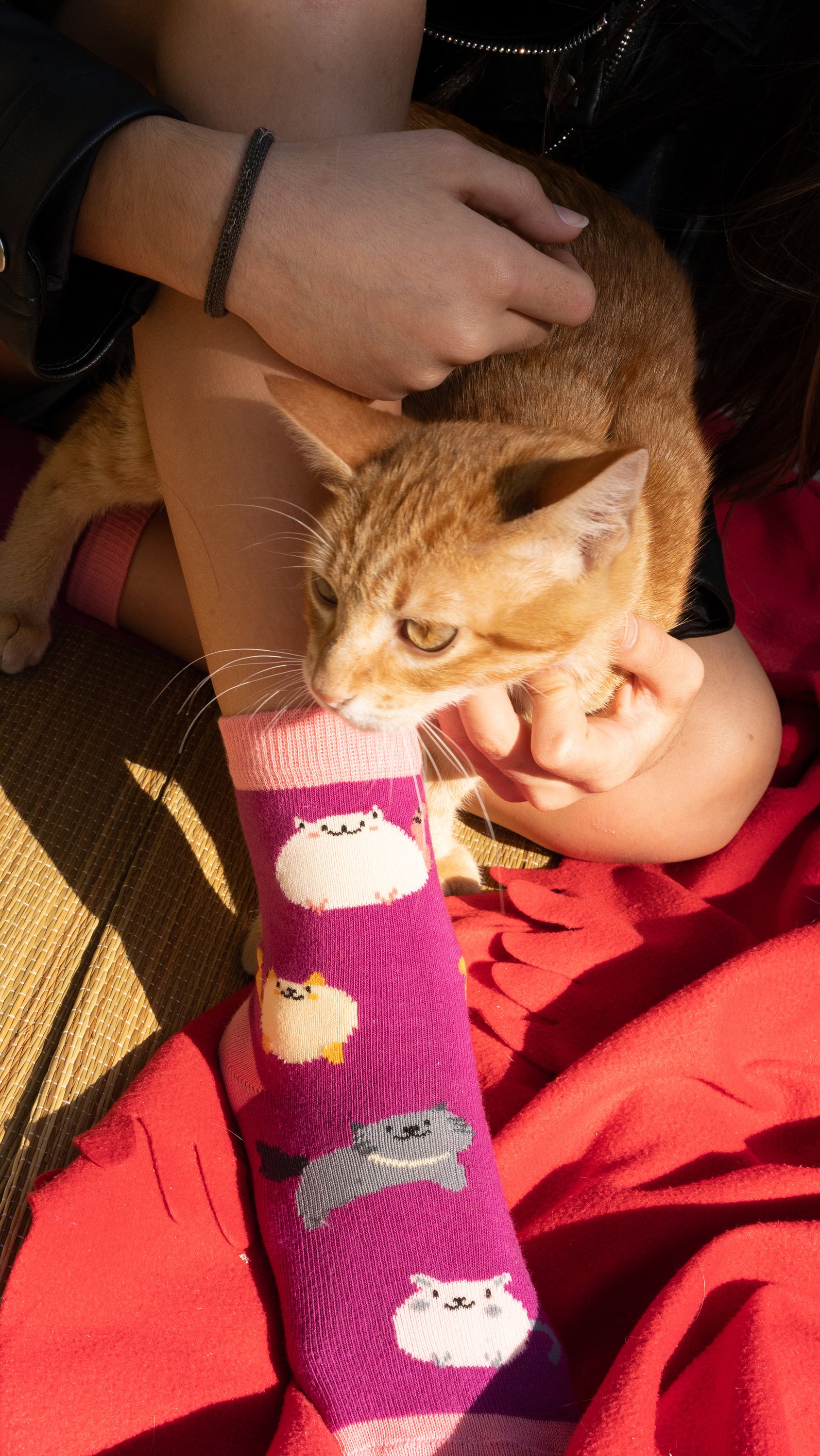 Colorful Kids Fatty Cats Socks made from soft Turkish cotton, featuring fun designs perfect for kids.