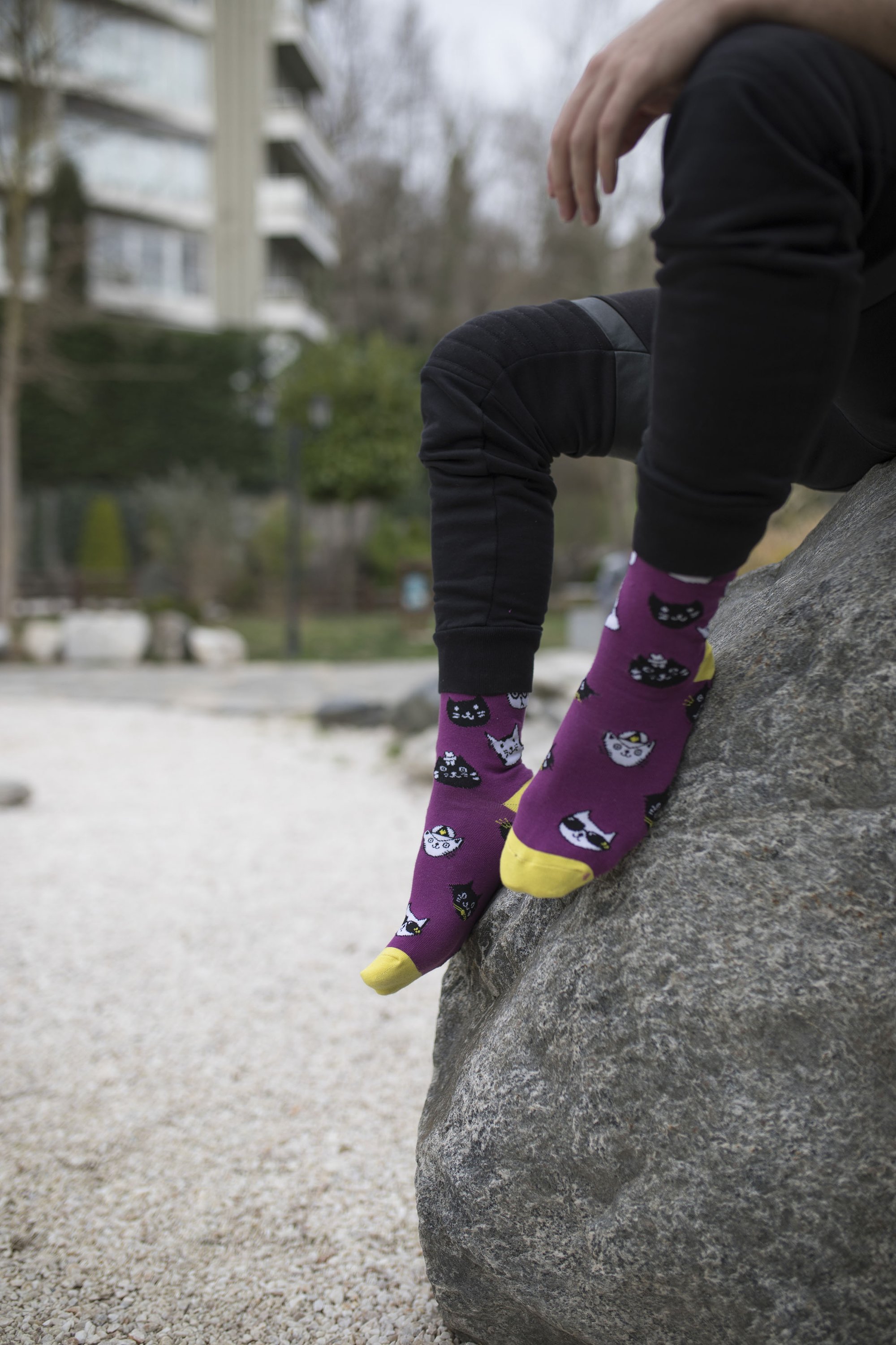 A pair of colorful men's socks featuring playful cat designs, made from soft combed cotton.