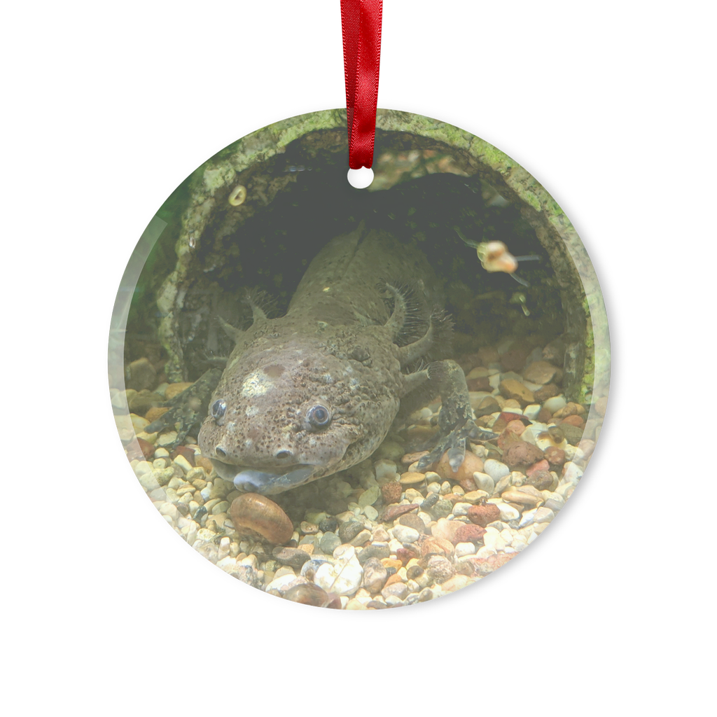 Axolotl Glass Hanging Ornament in round and heart shapes, beautifully crafted with a red ribbon and gold string for hanging.